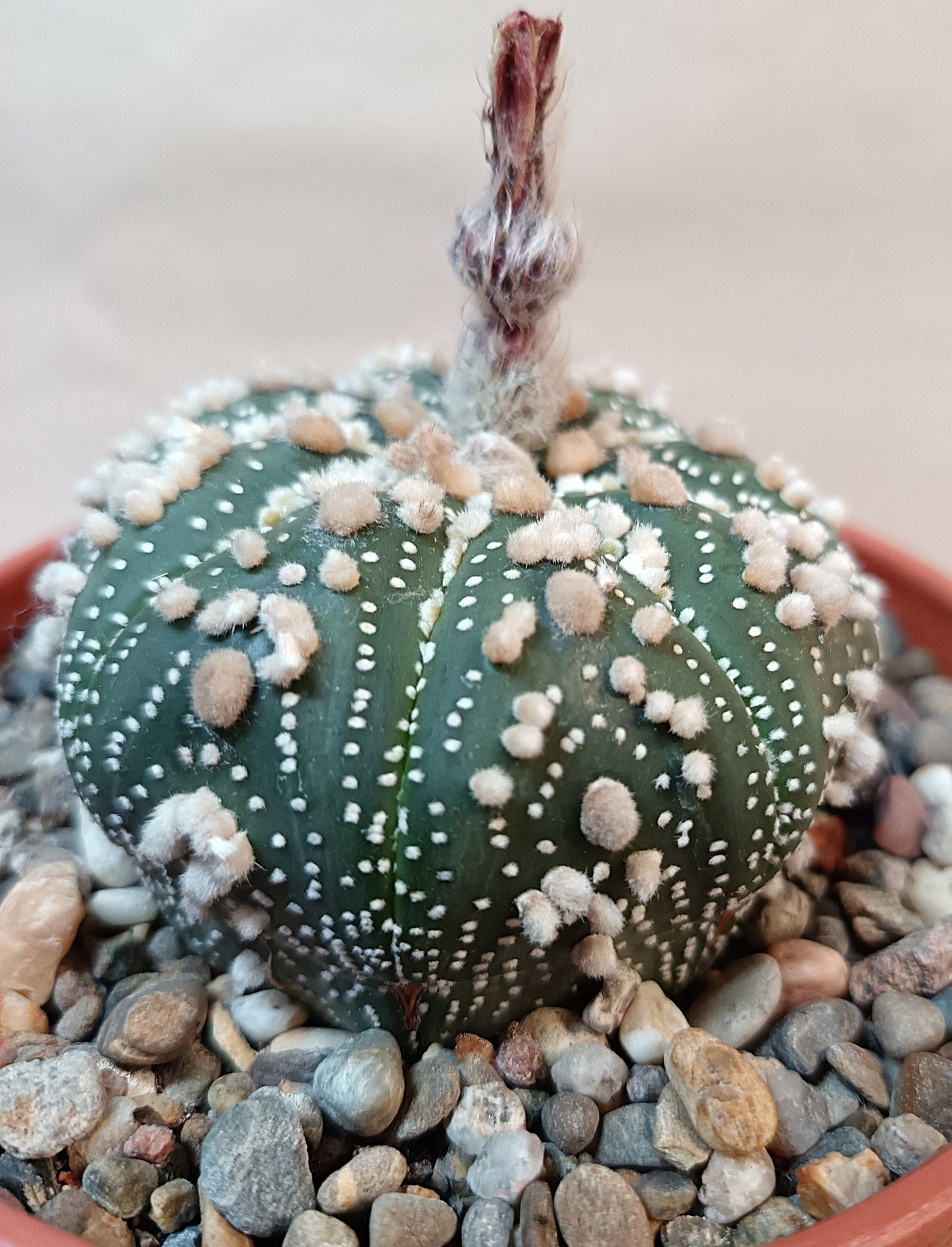 Astrophytum asterias 'Hanazono Kabuto' #5