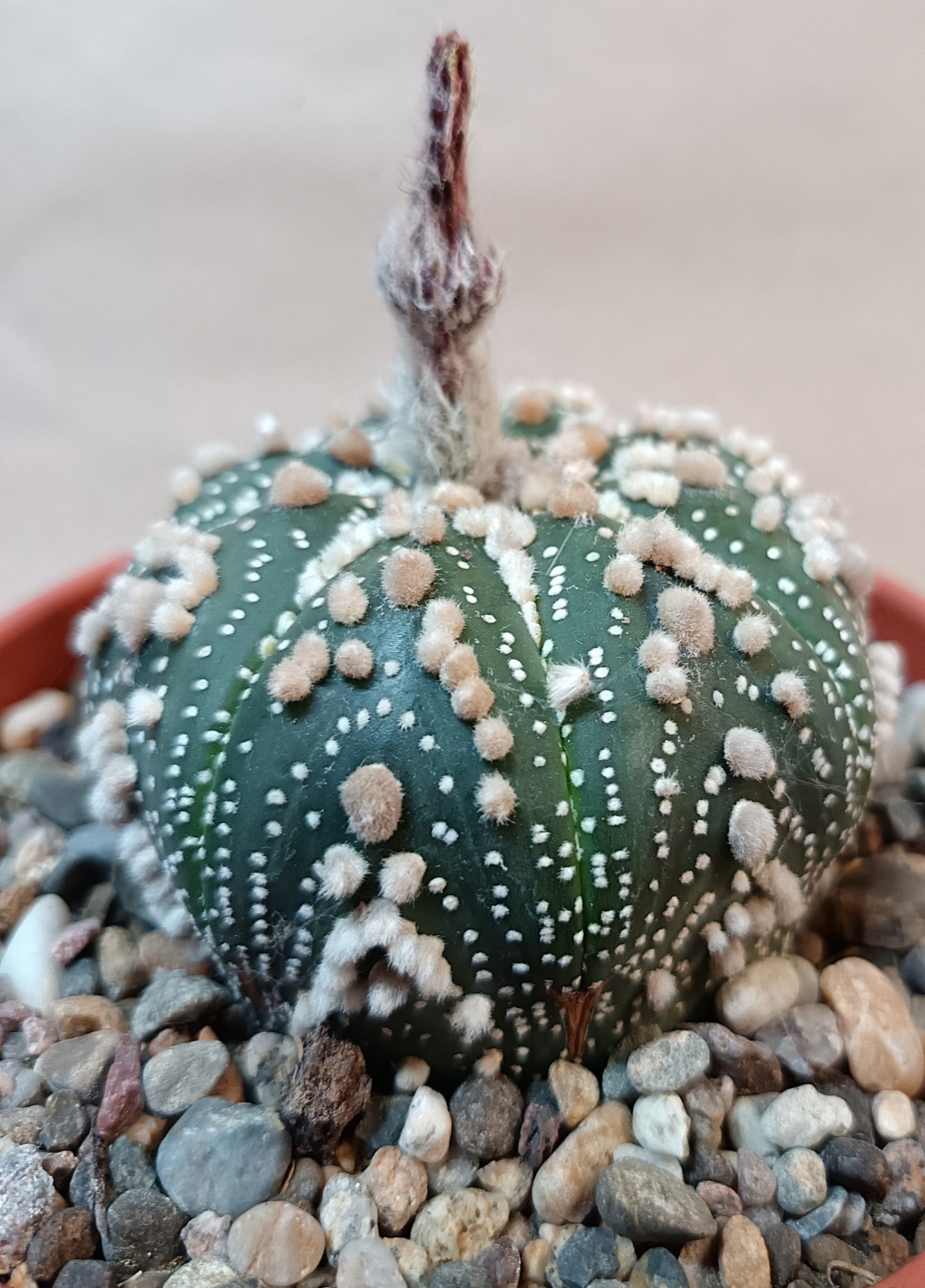Astrophytum asterias 'Hanazono Kabuto' #5