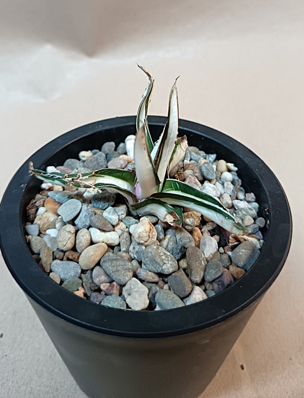 Agave victoriae-reginae mediopicta alba #5