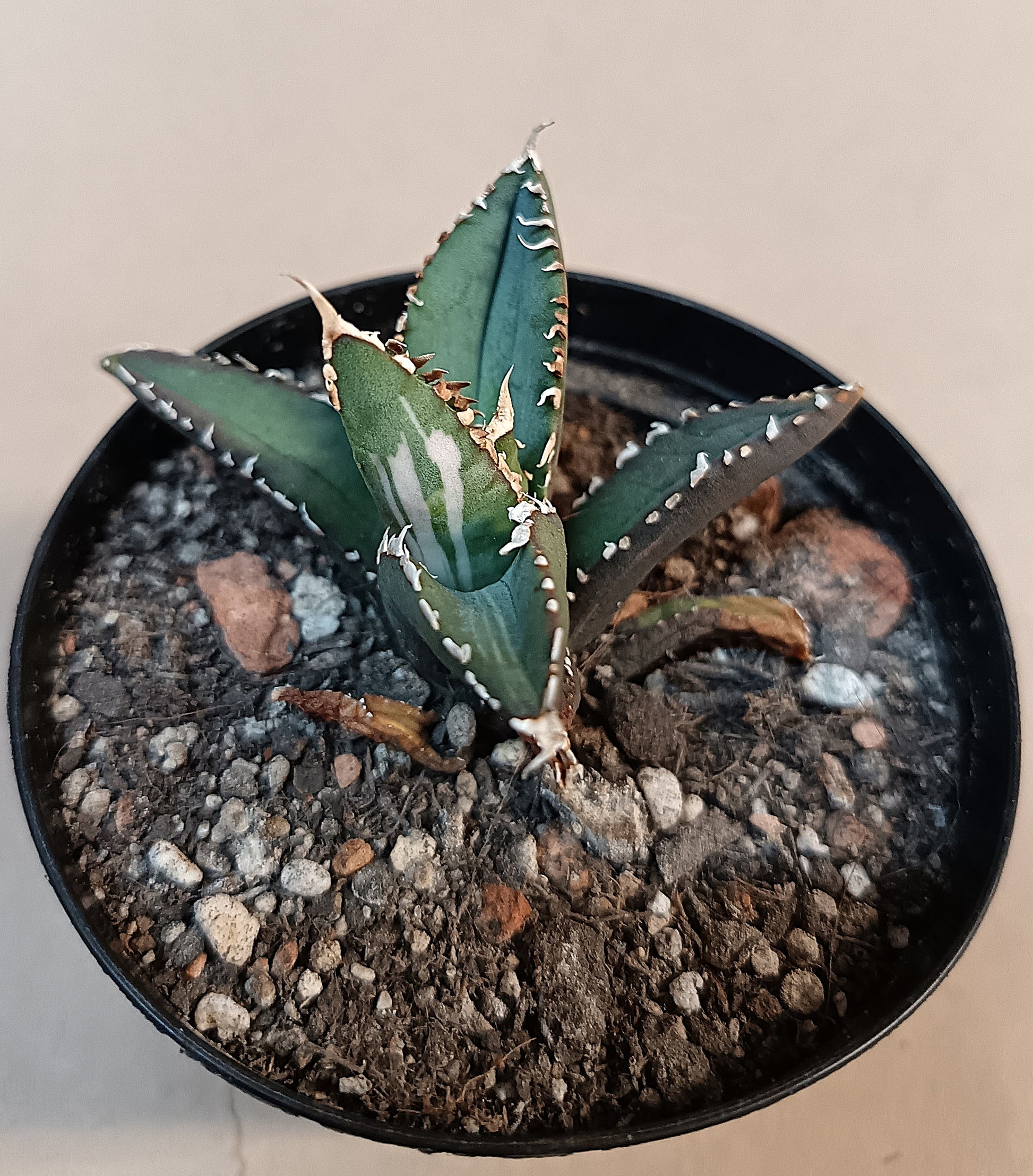 Agave titanota ‘Werewolf’  purple-striped clone #5
