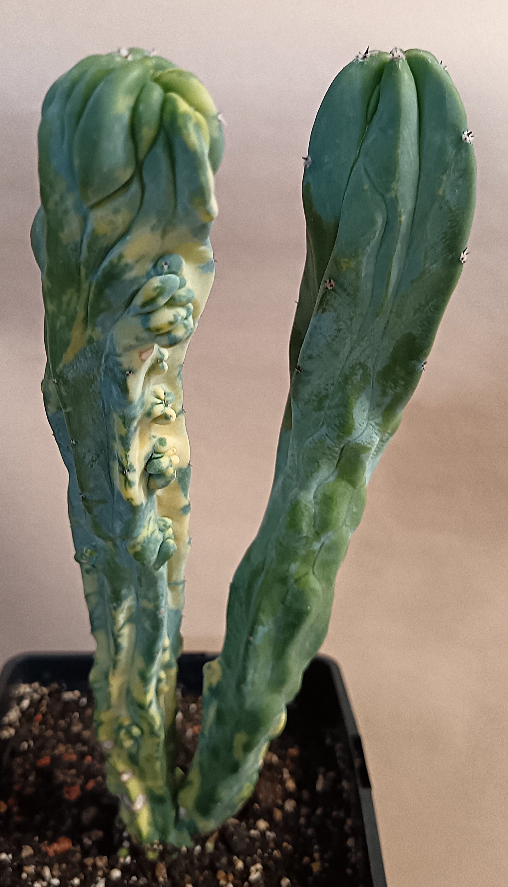 Myrtillocactus geometrizans f. variegata #5