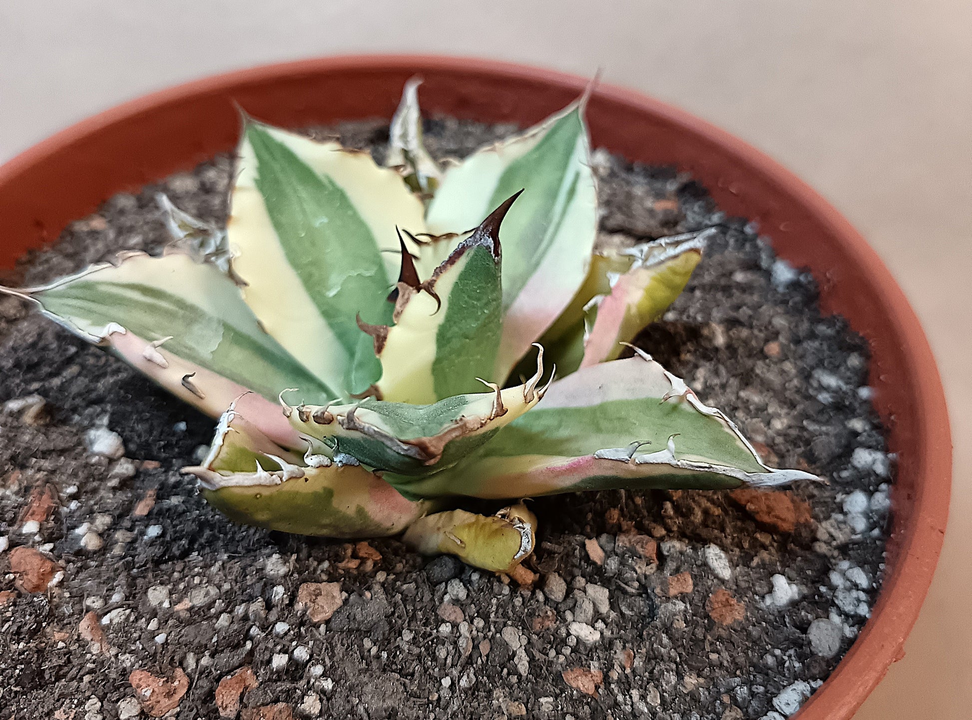 Agave titanota 'Snaggle Tooth' f. variegata  #6