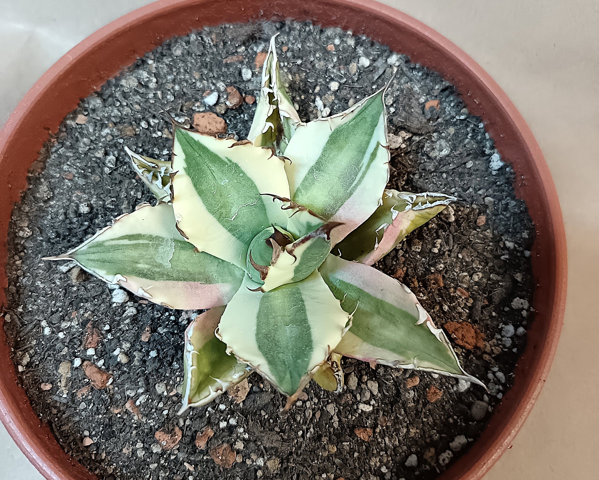Agave titanota 'Snaggle Tooth' f. variegata  #6