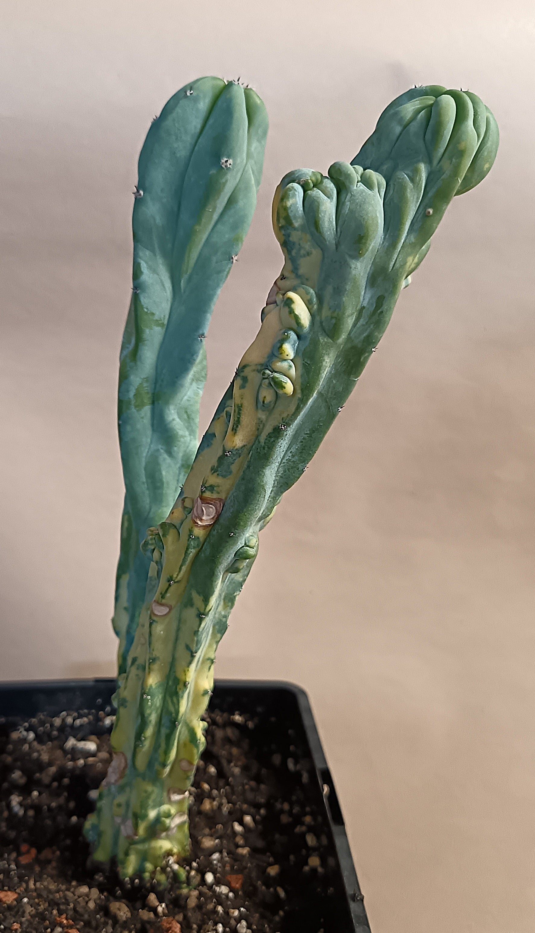 Myrtillocactus geometrizans f. variegata #5