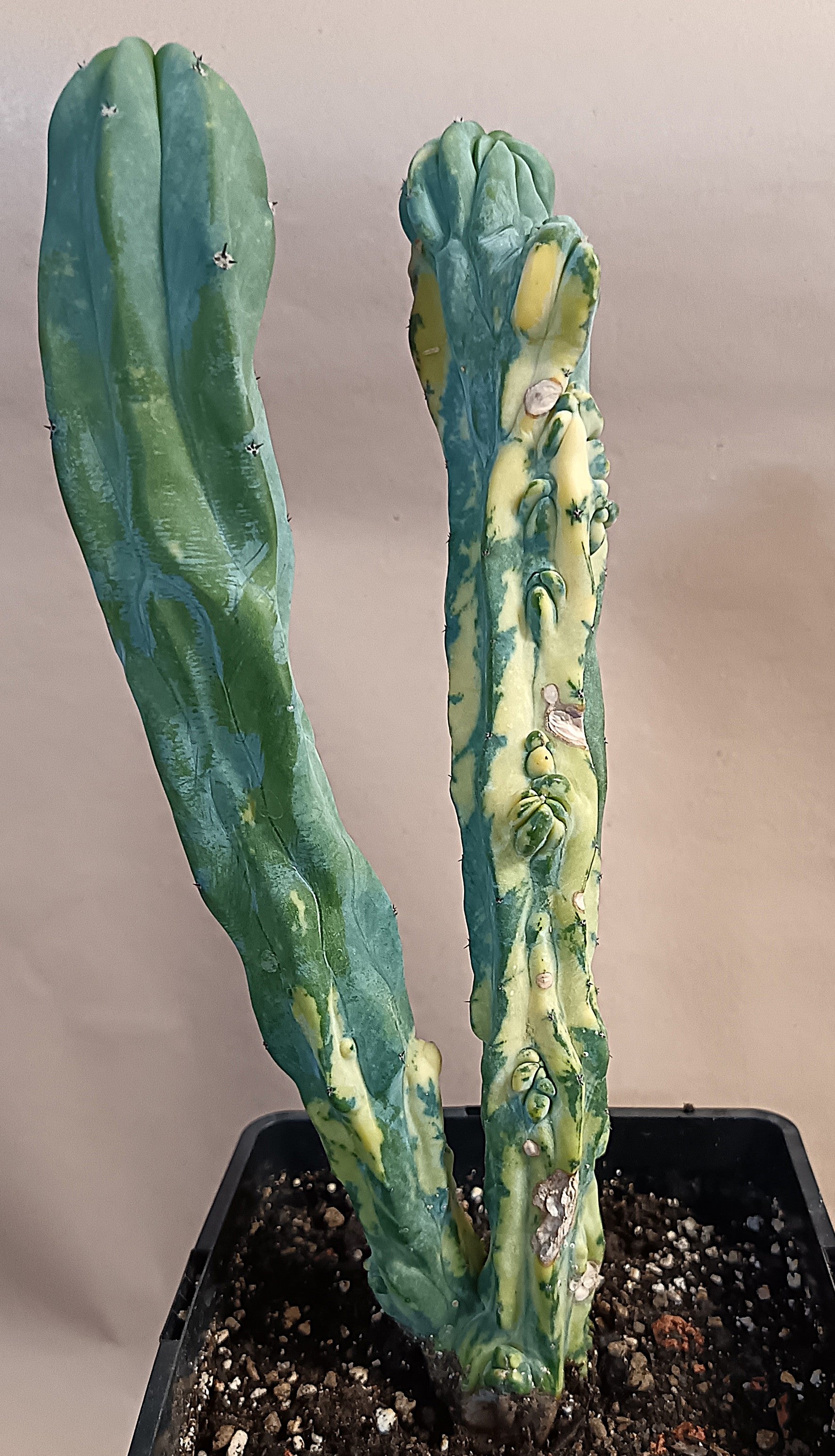 Myrtillocactus geometrizans f. variegata #5