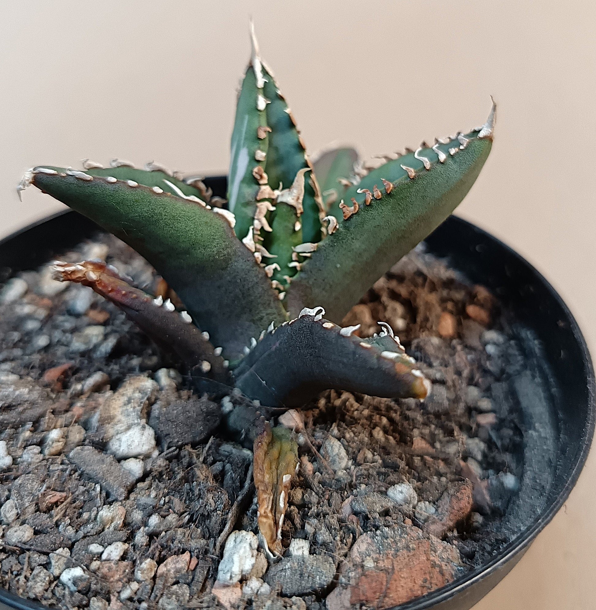 Agave titanota ‘Werewolf’  purple-striped clone #5