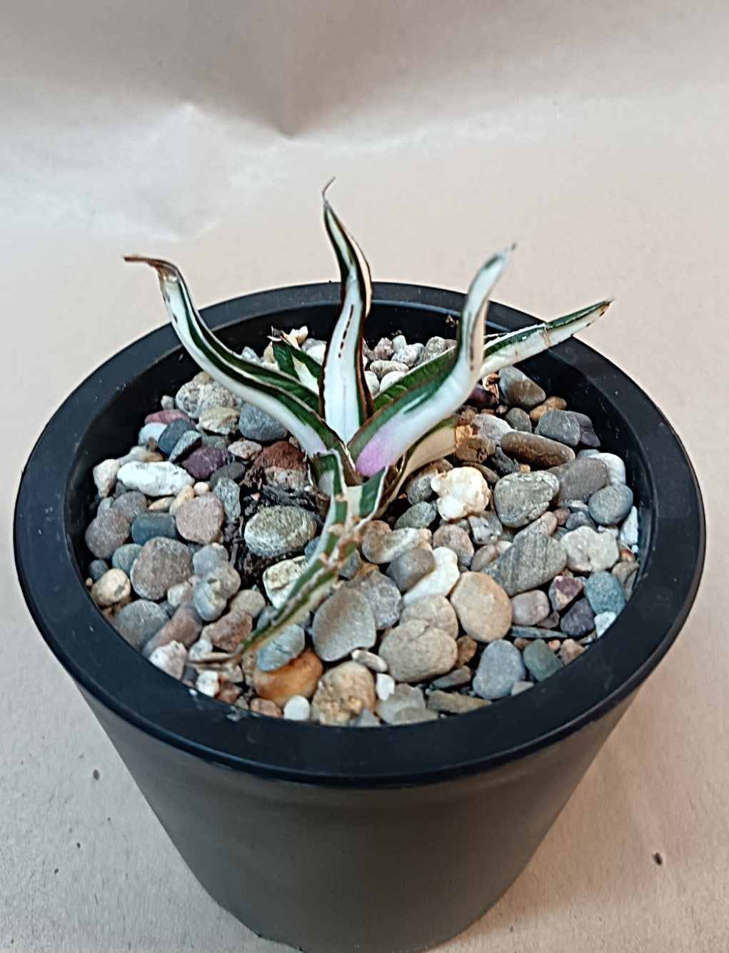 Agave victoriae-reginae mediopicta alba #5