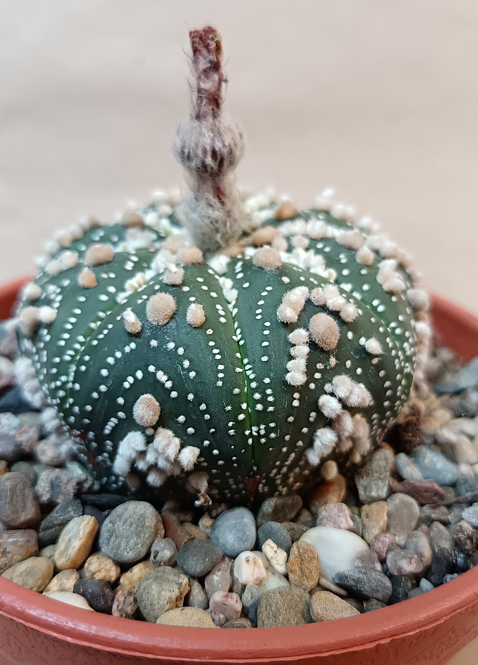 Astrophytum asterias 'Hanazono Kabuto' #5