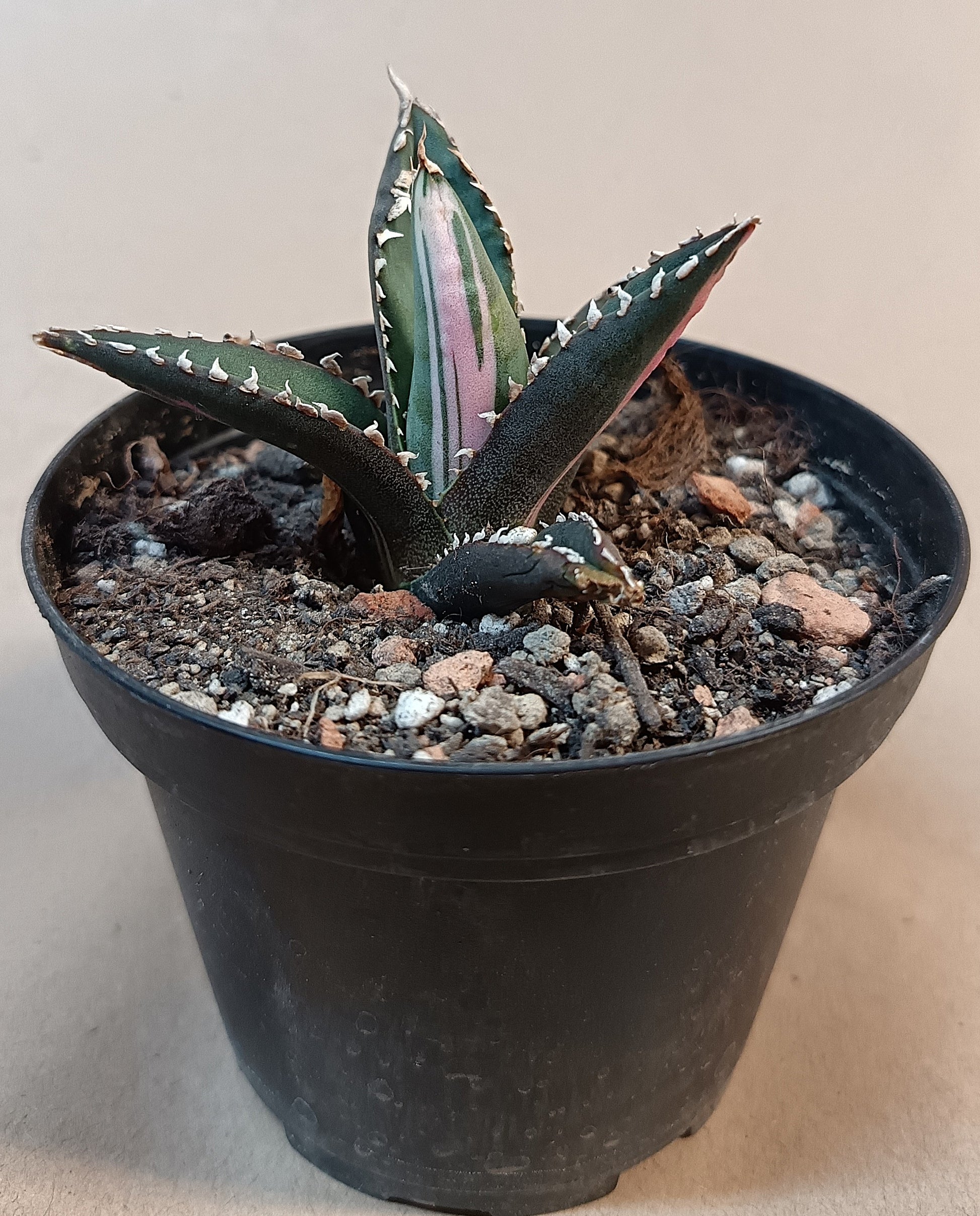 Agave titanota ‘Werewolf’  purple-striped clone #6