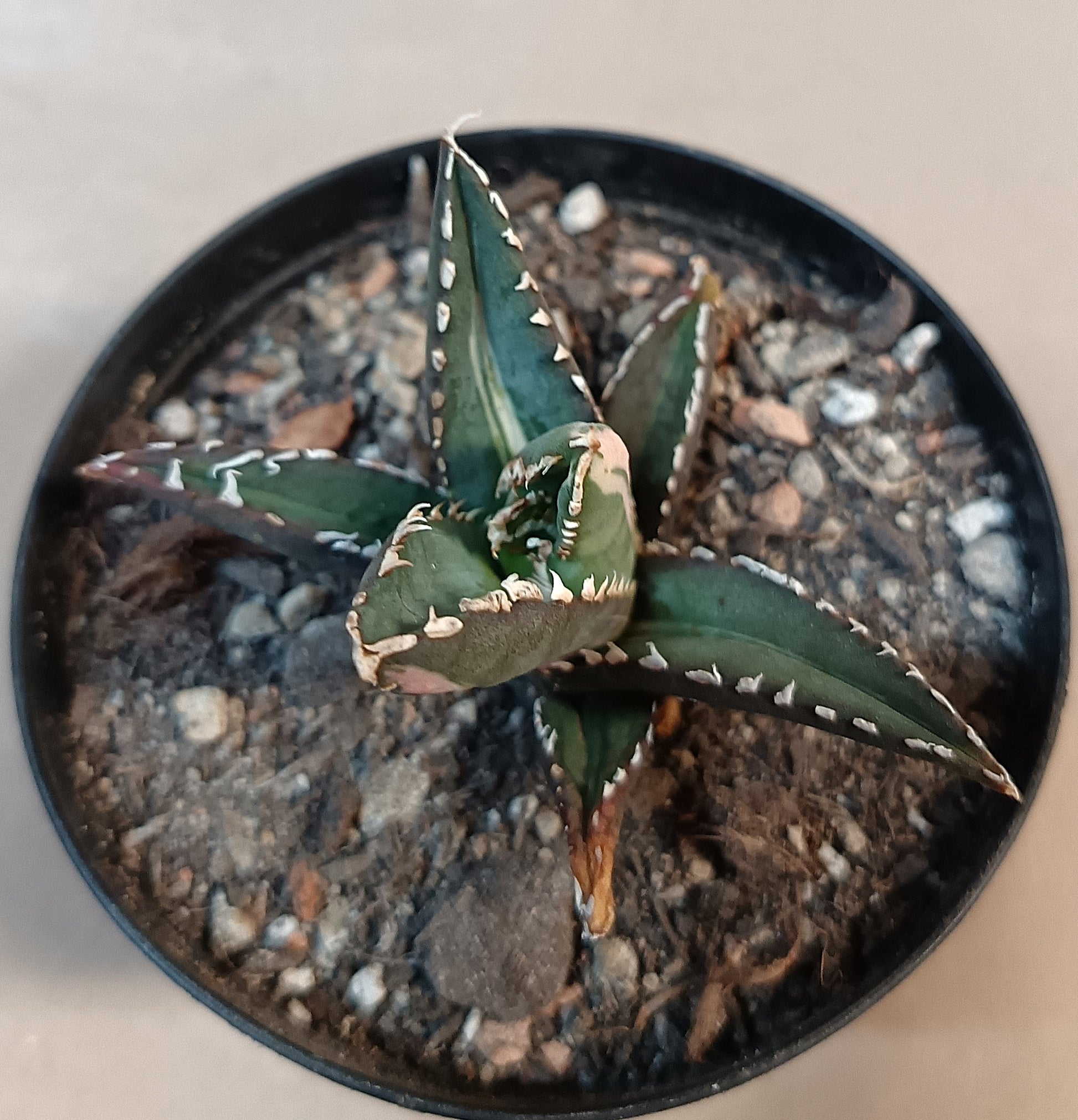 Agave titanota ‘Werewolf’  purple-striped clone #6