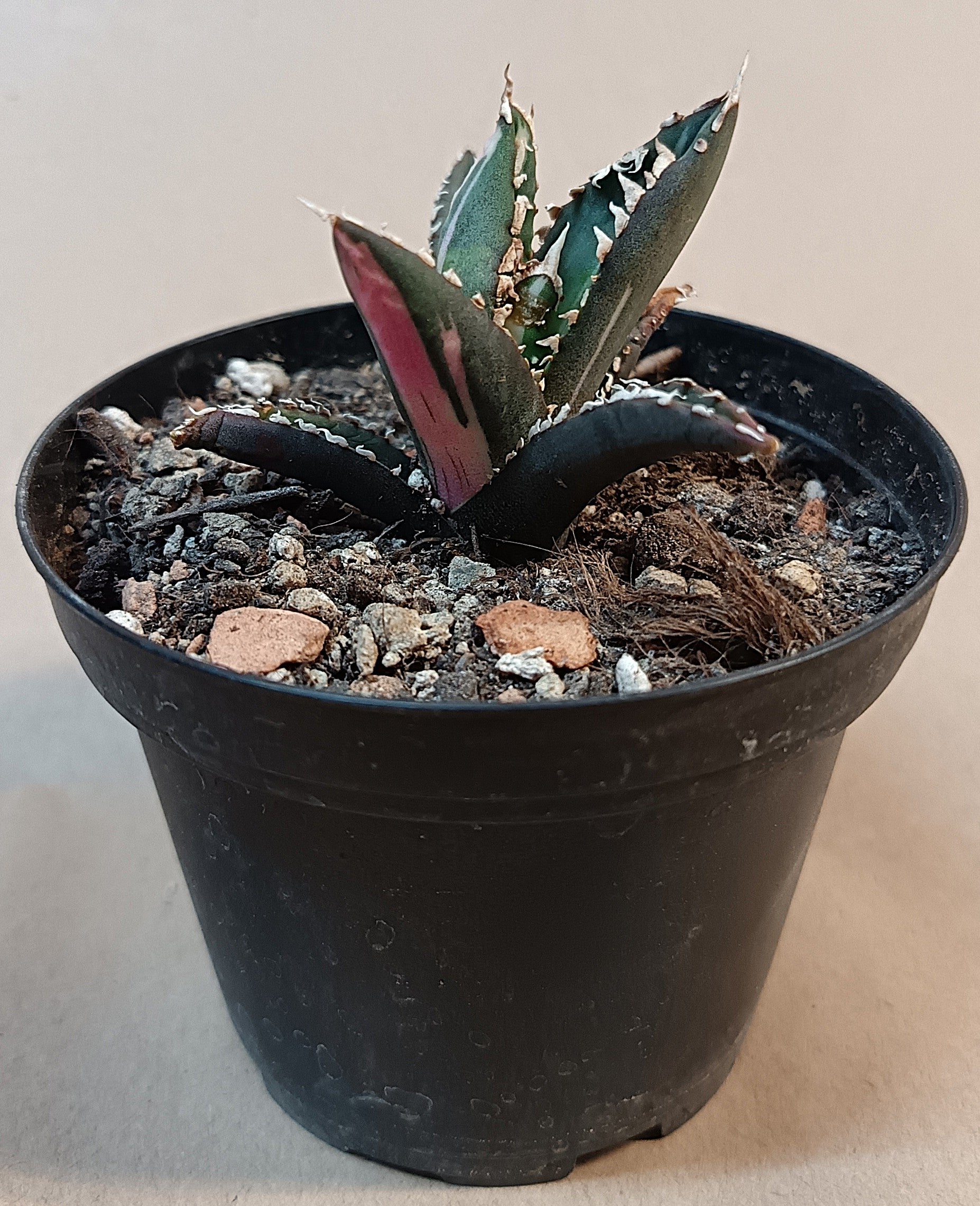 Agave titanota ‘Werewolf’  purple-striped clone #6