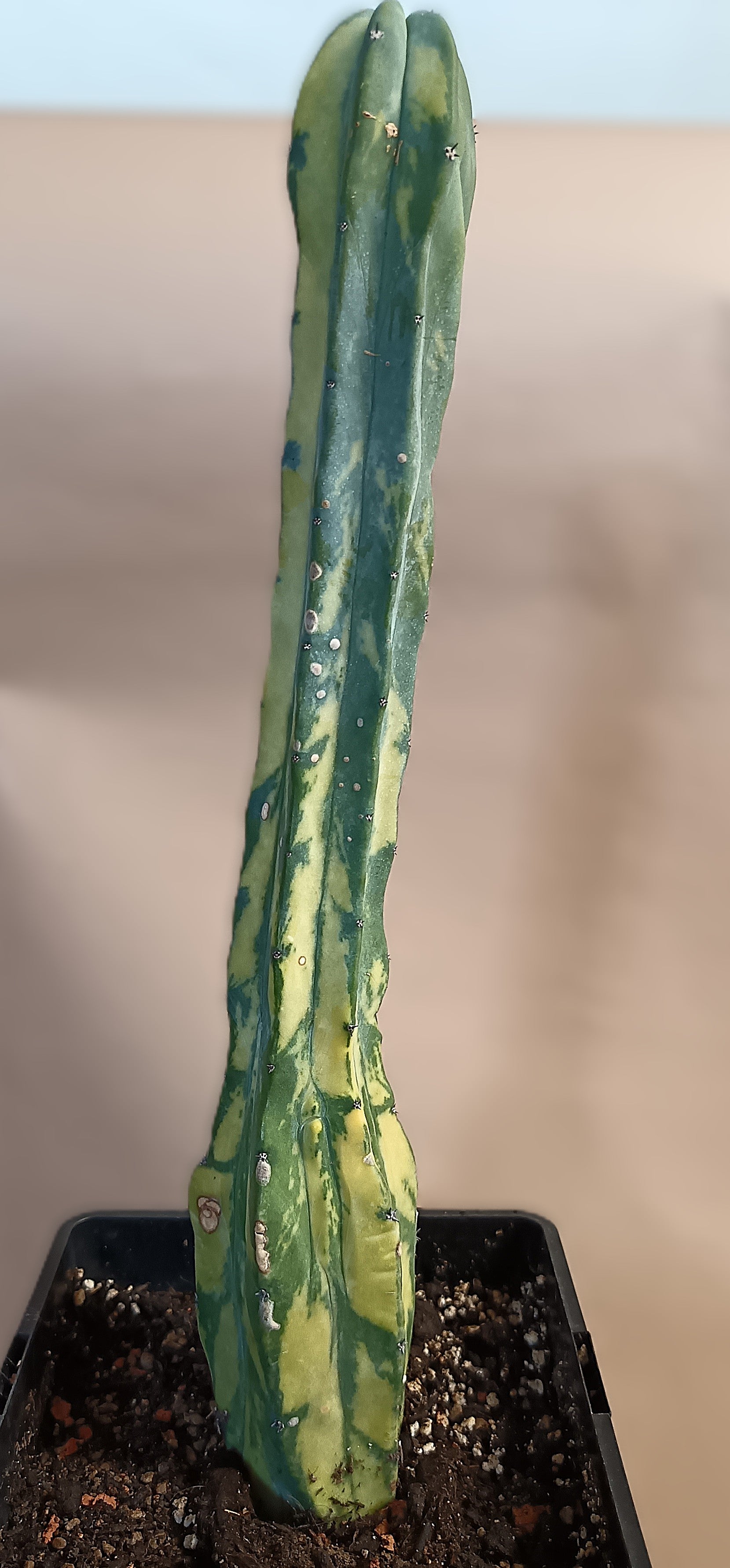 Myrtillocactus geometrizans f. variegata #6