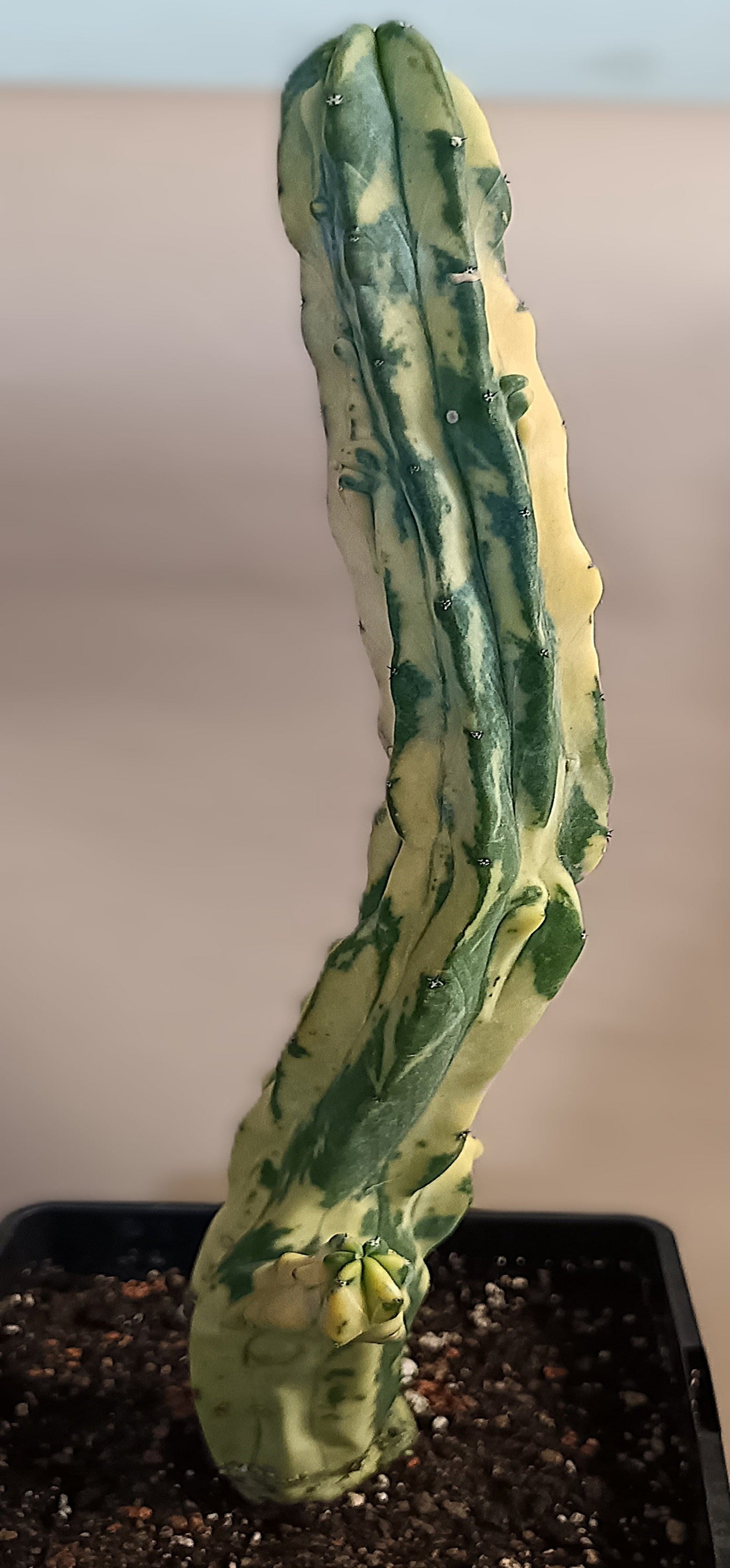 Myrtillocactus geometrizans f. variegata #6