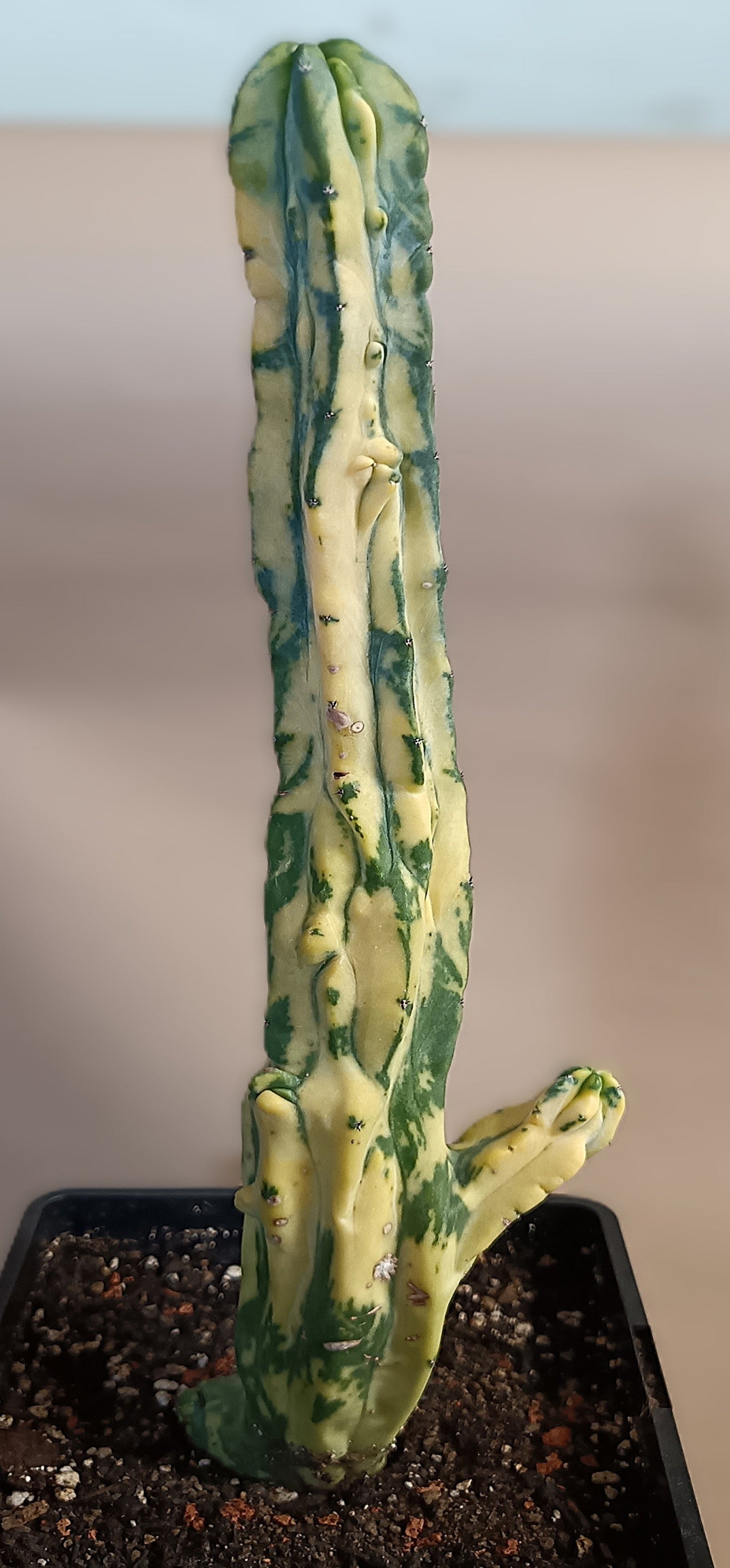 Myrtillocactus geometrizans f. variegata #6