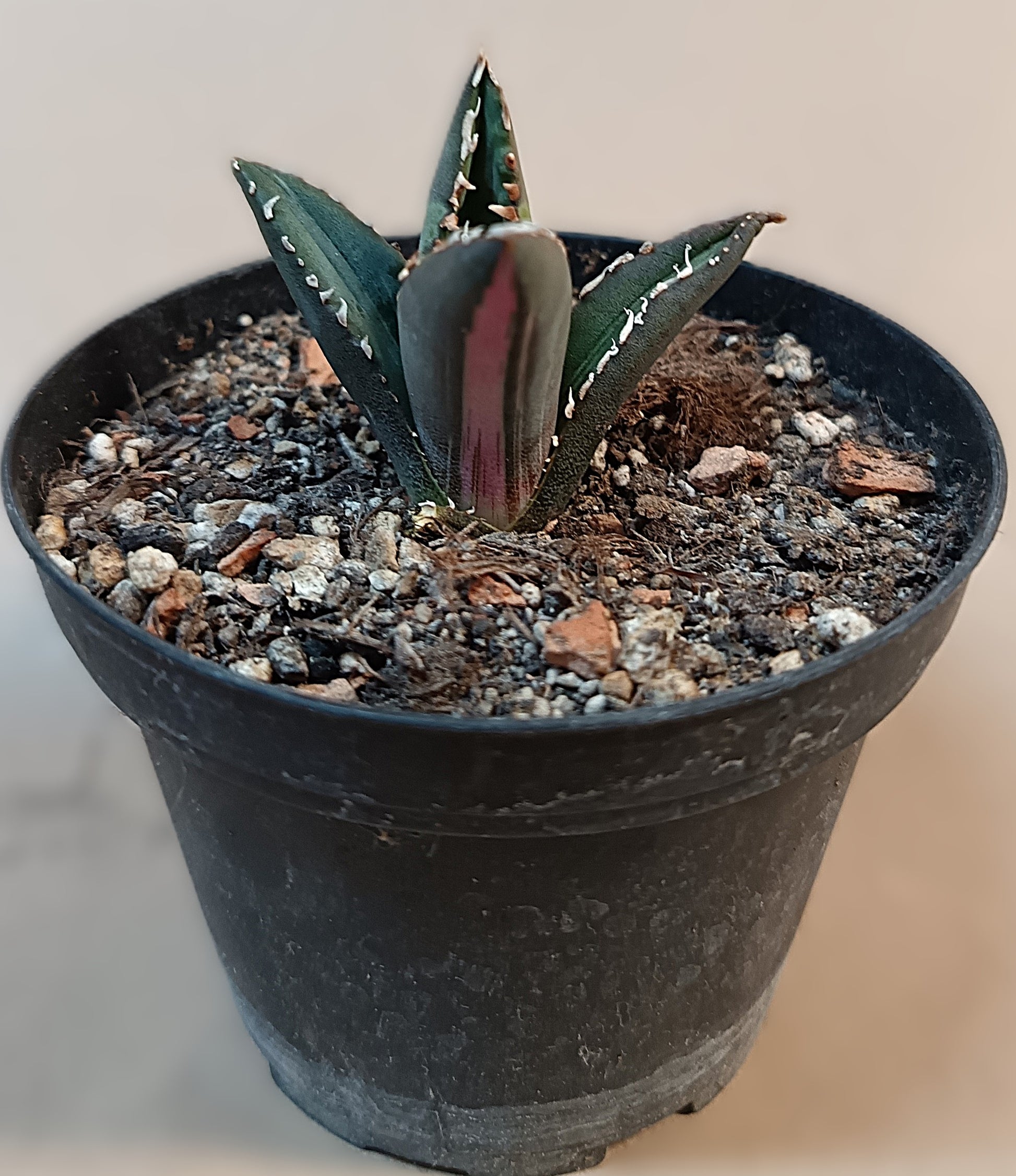 Agave titanota ‘Werewolf’  purple-striped clone #7