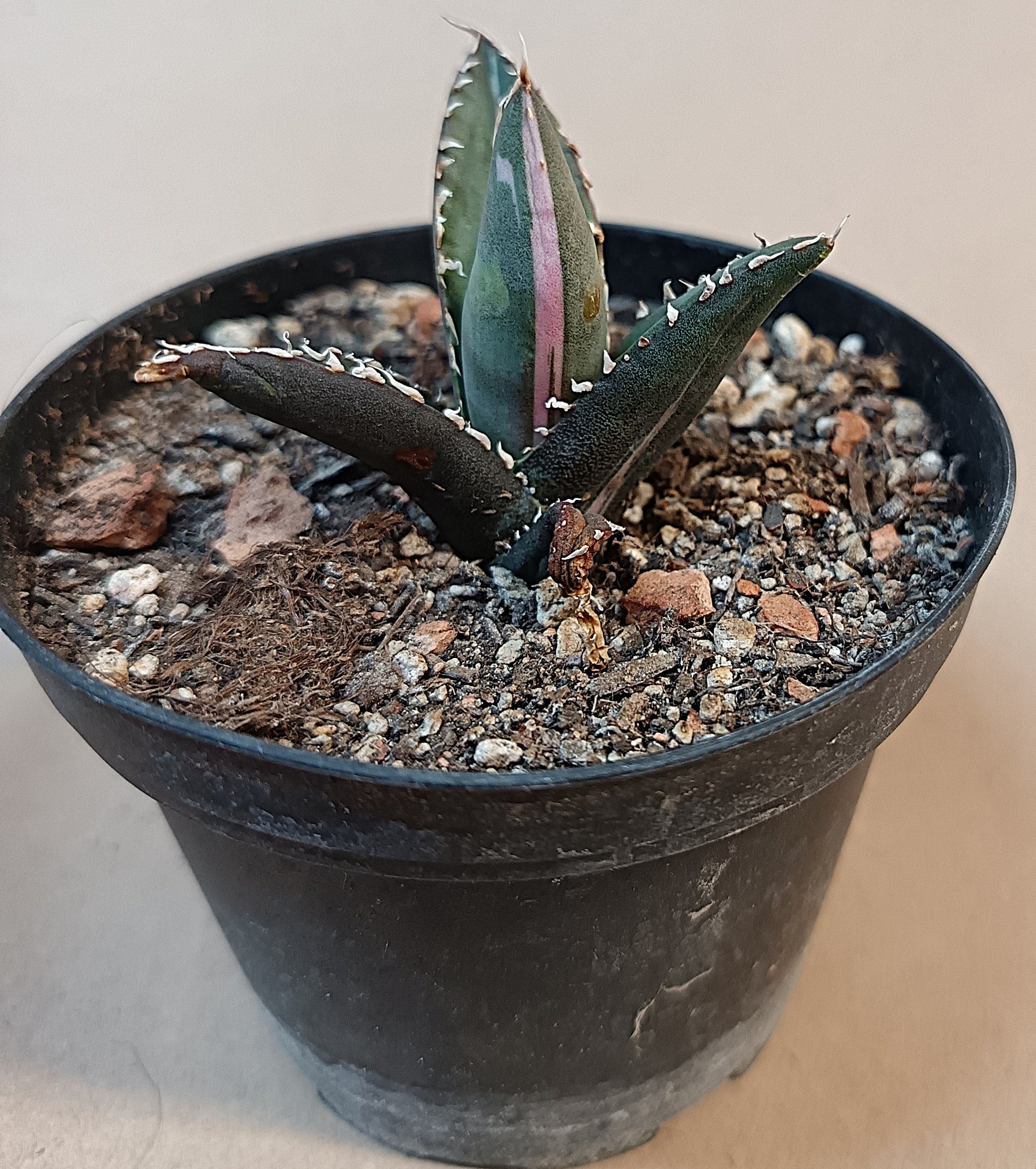 Agave titanota ‘Werewolf’  purple-striped clone #7
