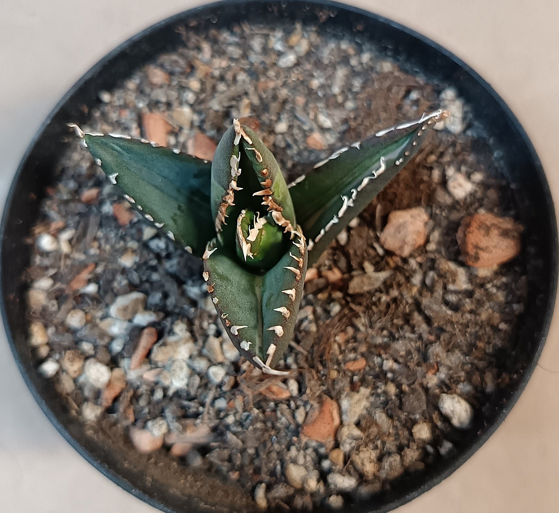 Agave titanota ‘Werewolf’  purple-striped clone #7