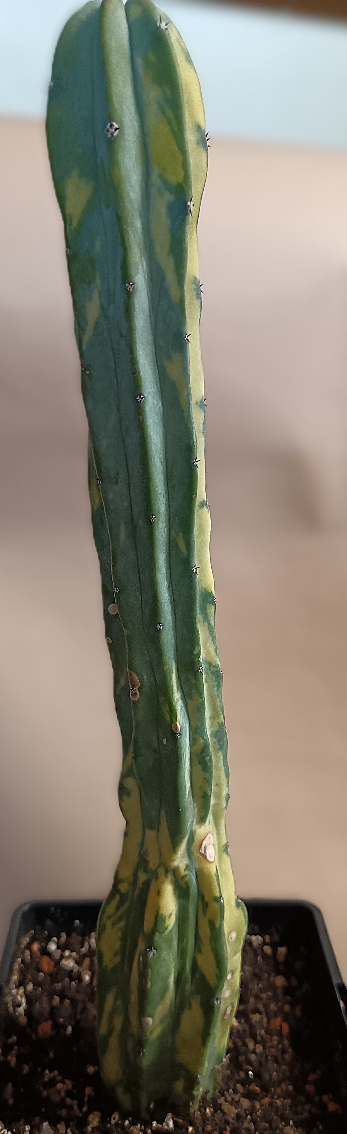Myrtillocactus geometrizans f. variegata #7