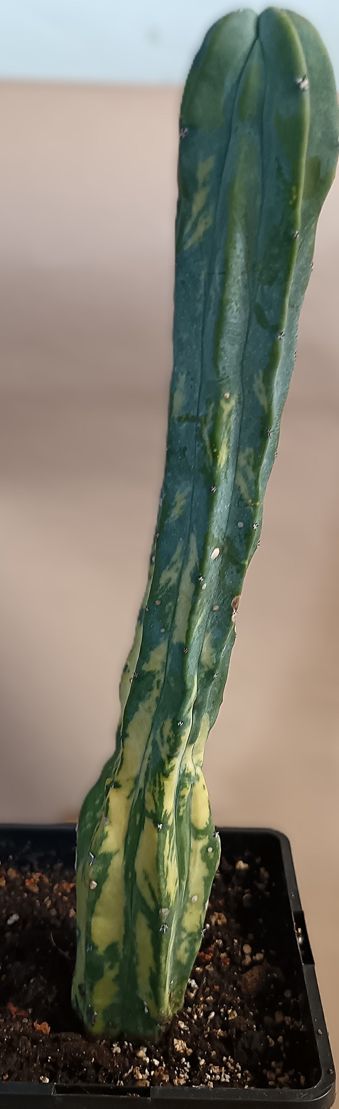 Myrtillocactus geometrizans f. variegata #7