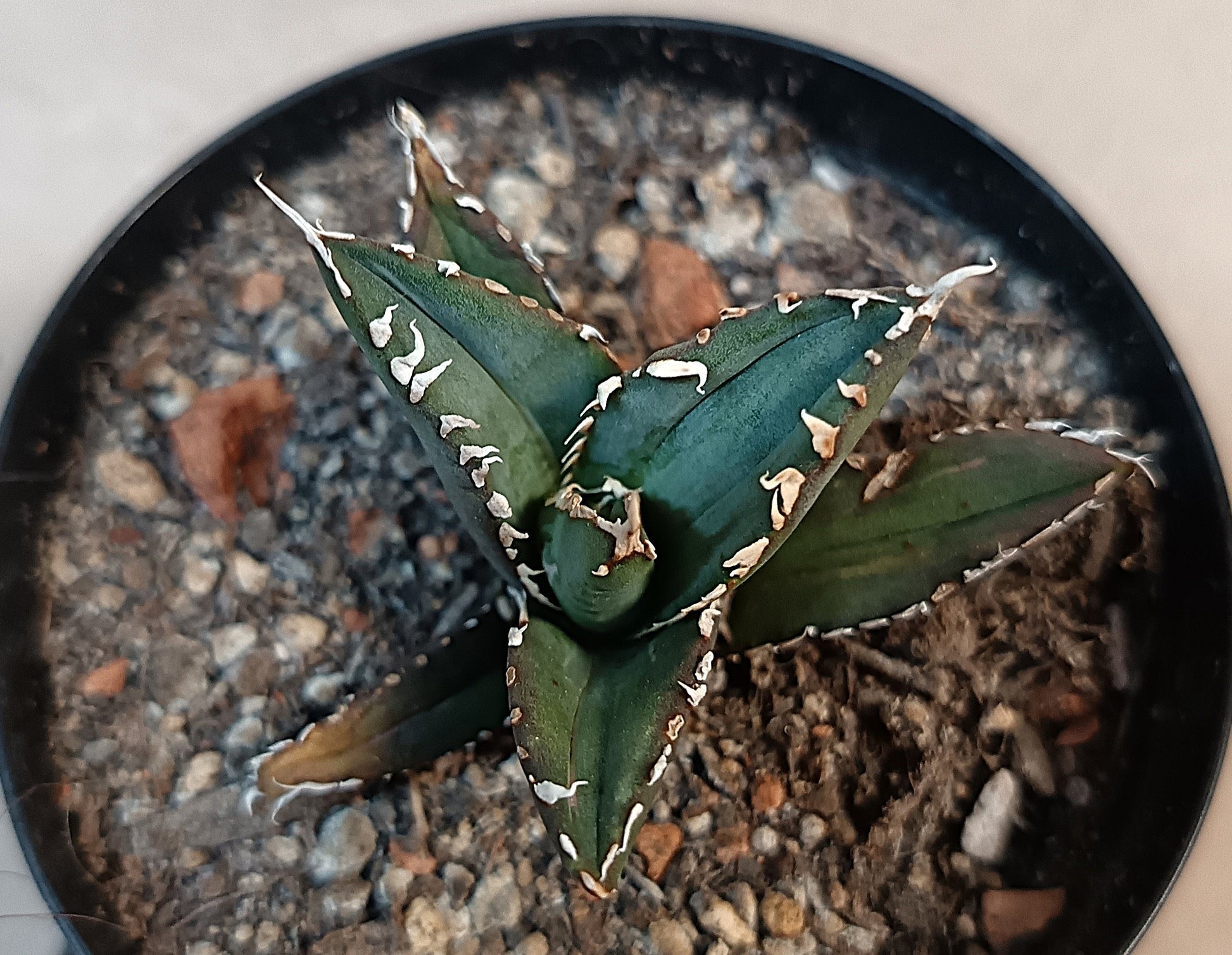Agave titanota ‘Werewolf’  purple-striped clone #8