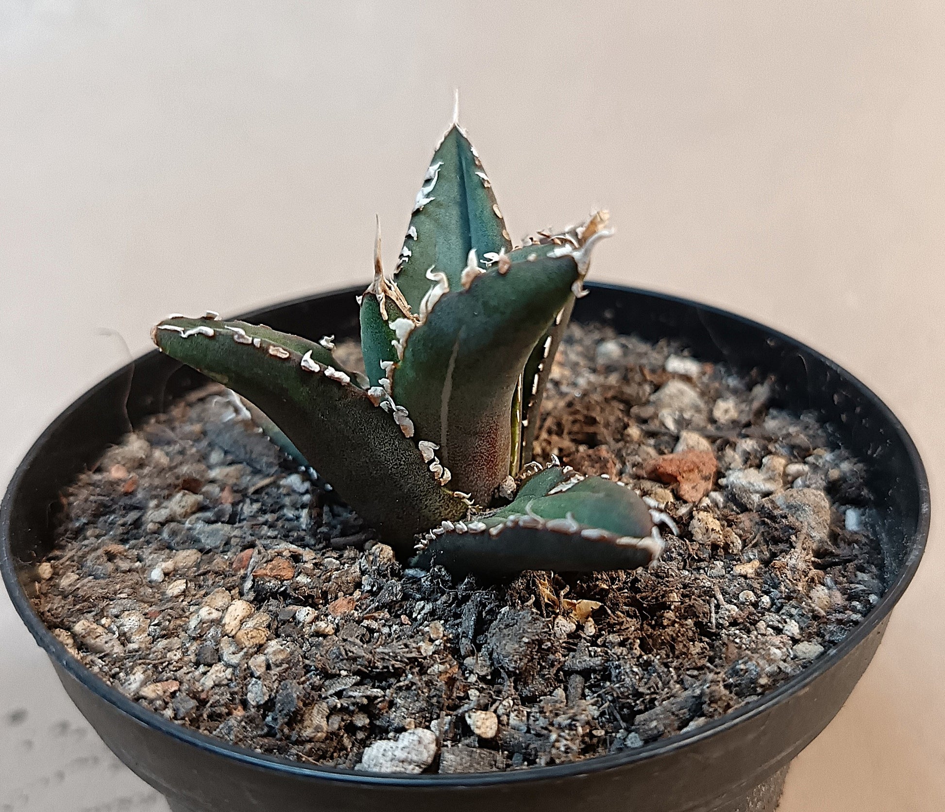 Agave titanota ‘Werewolf’  purple-striped clone #8