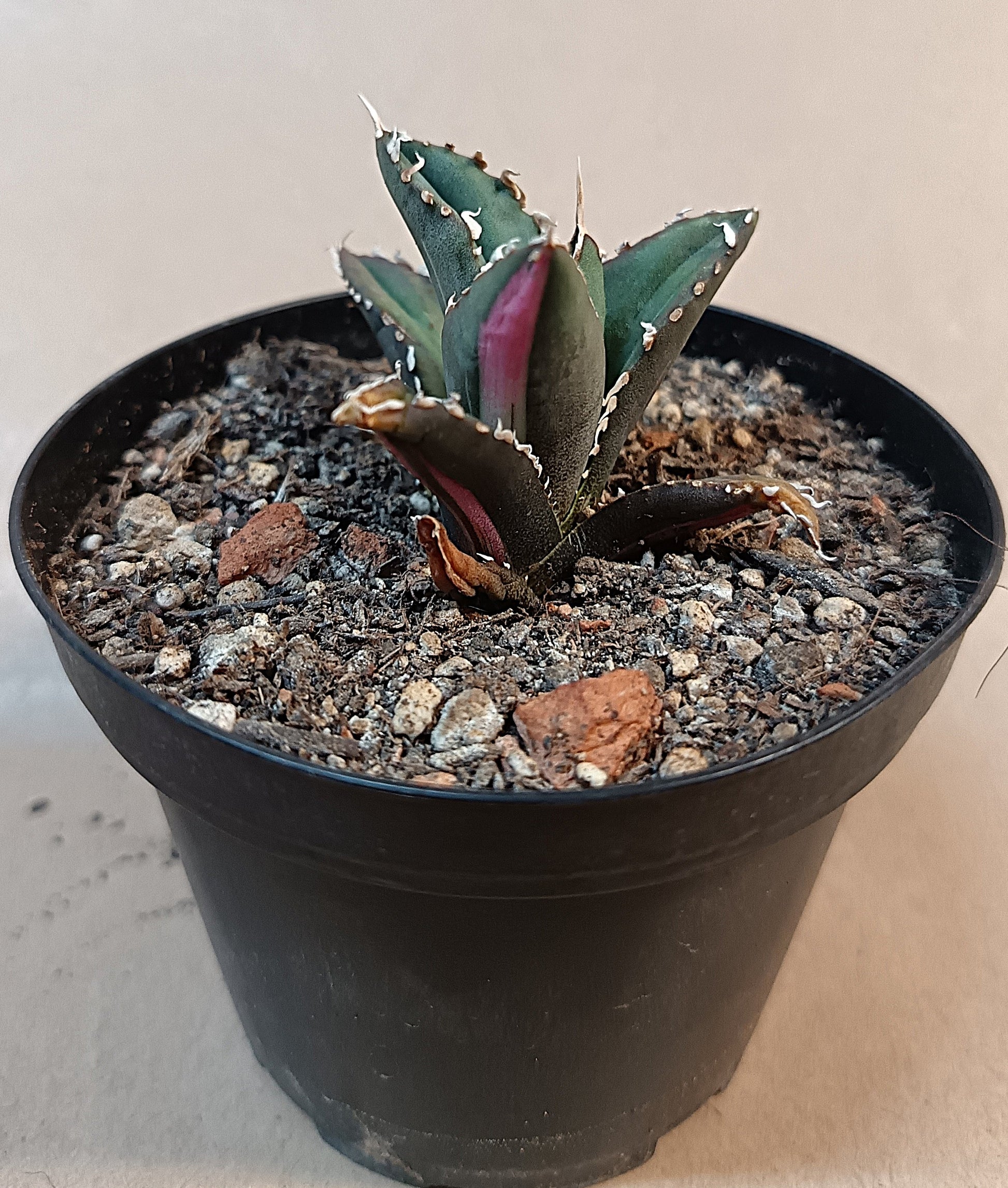 Agave titanota ‘Werewolf’  purple-striped clone
