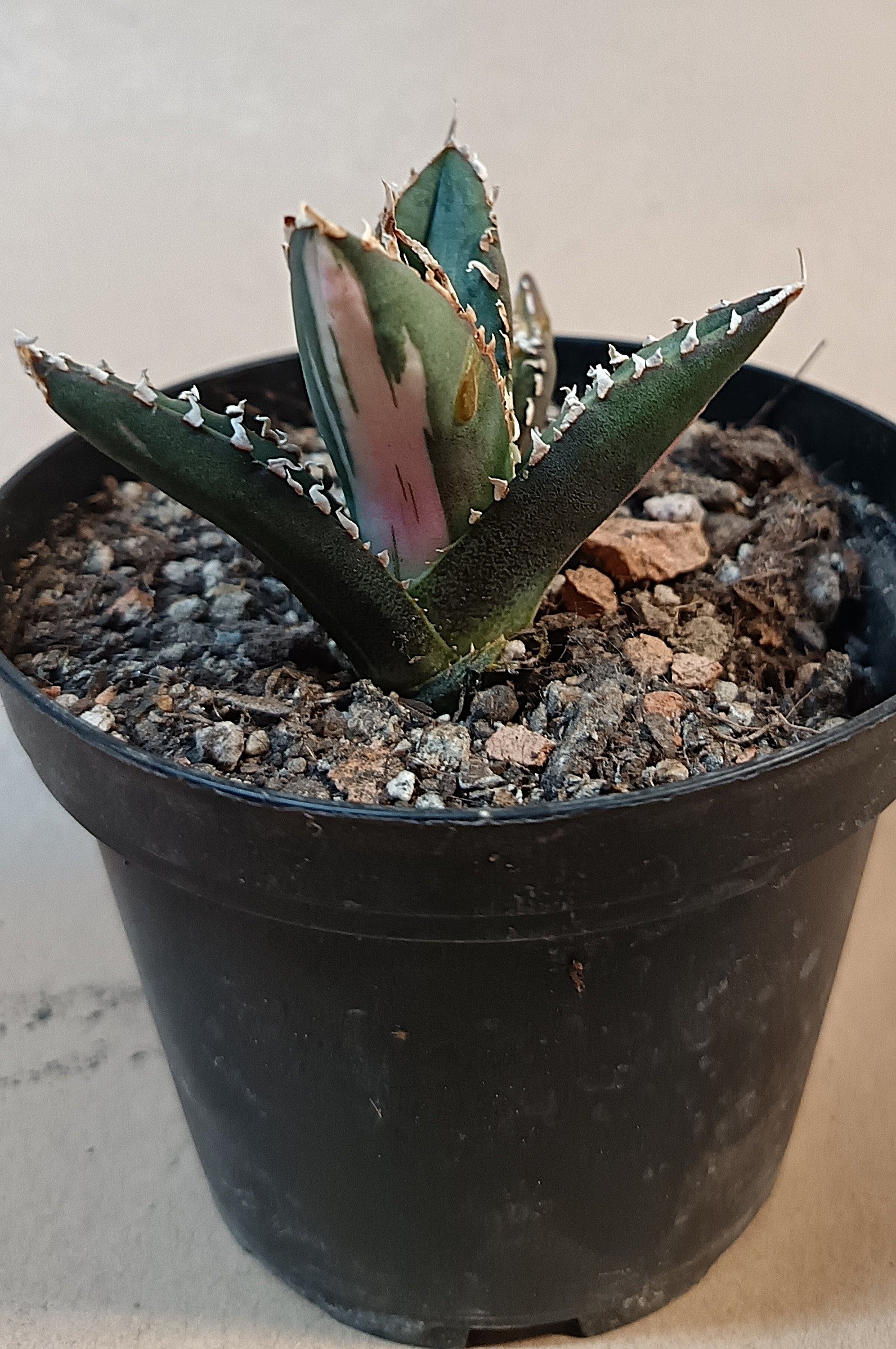 Agave titanota ‘Werewolf’  purple-striped clone