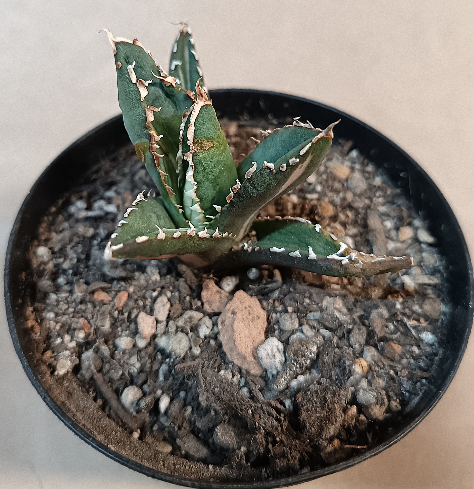 Agave titanota ‘Werewolf’  purple-striped clone #9