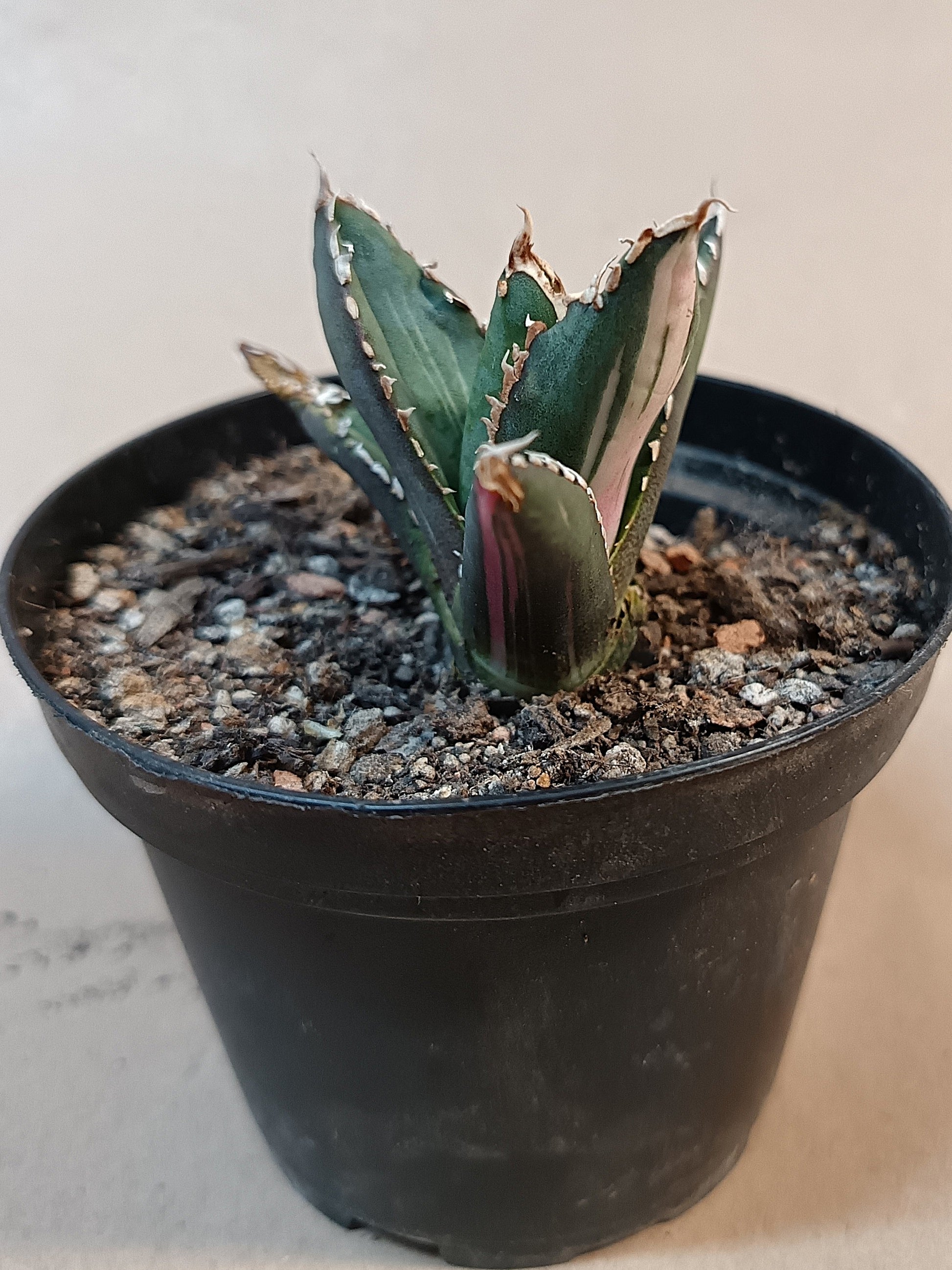 Agave titanota ‘Werewolf’  purple-striped clone #9