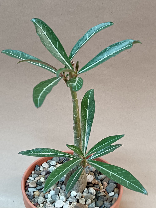 Adenium somalense var. nova