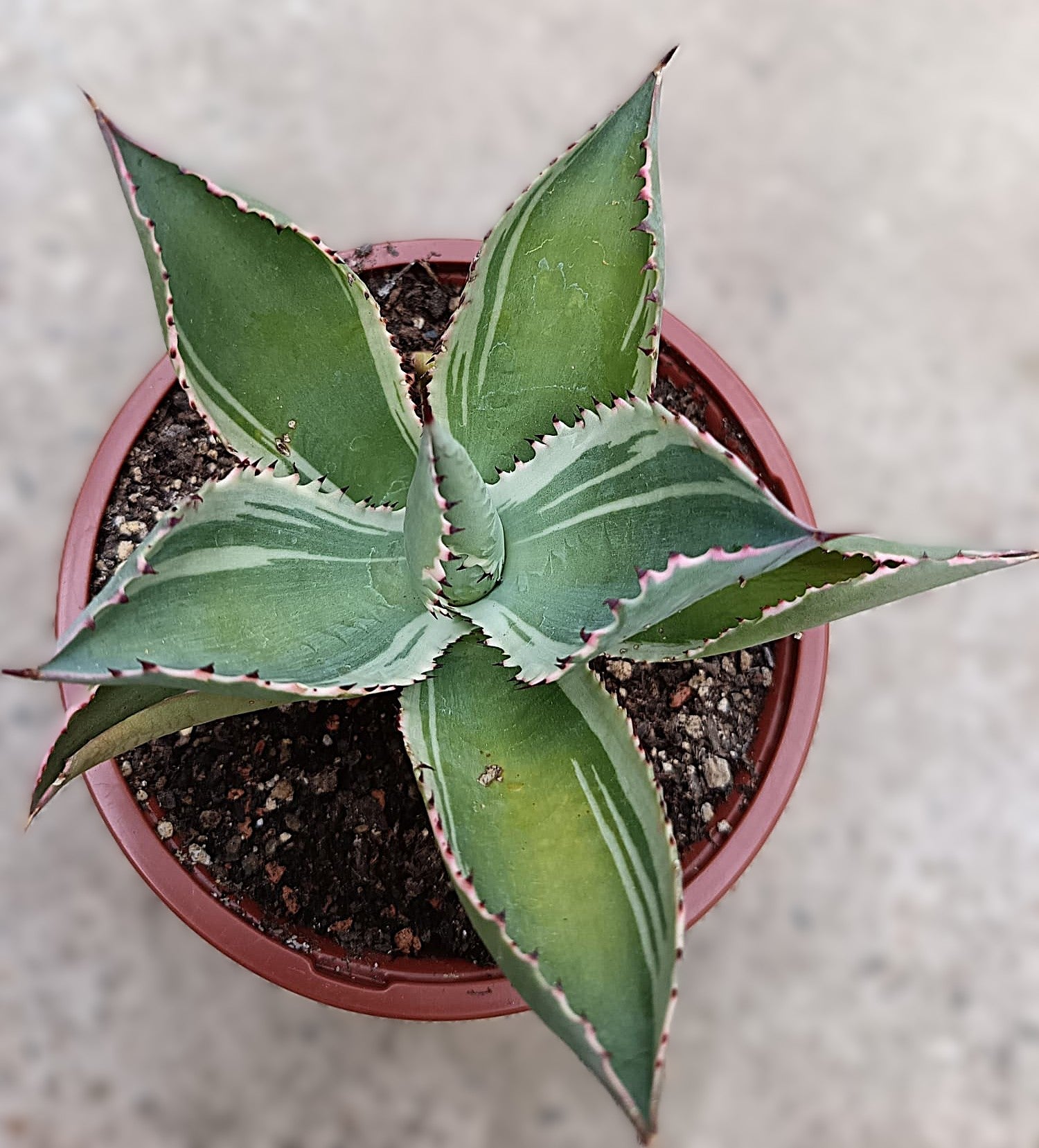 Agave celsii 'Multicolor' #1