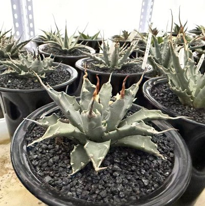 Agave utahensis var. nevadensis
