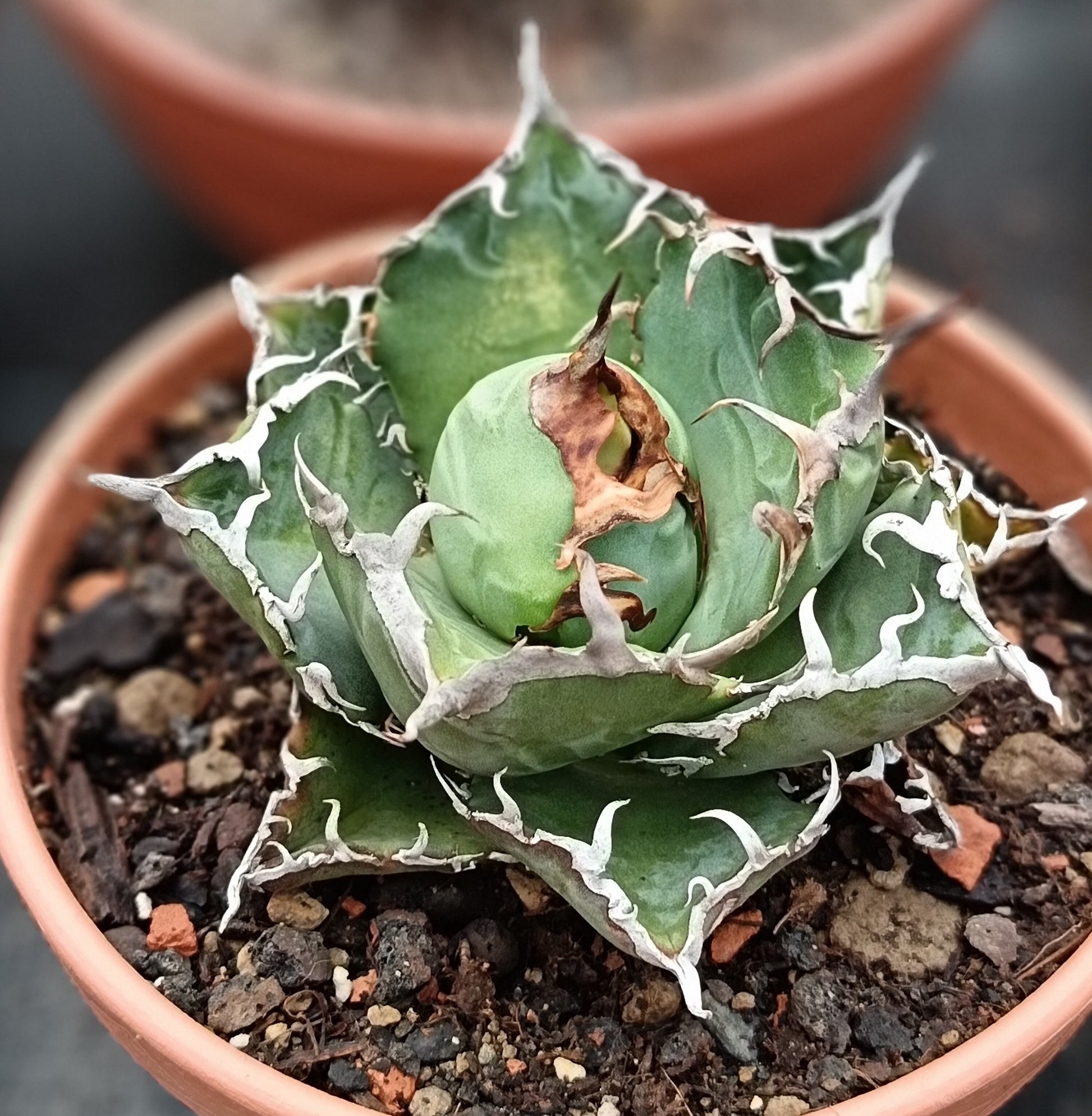 Agave titanota cv. ceasar