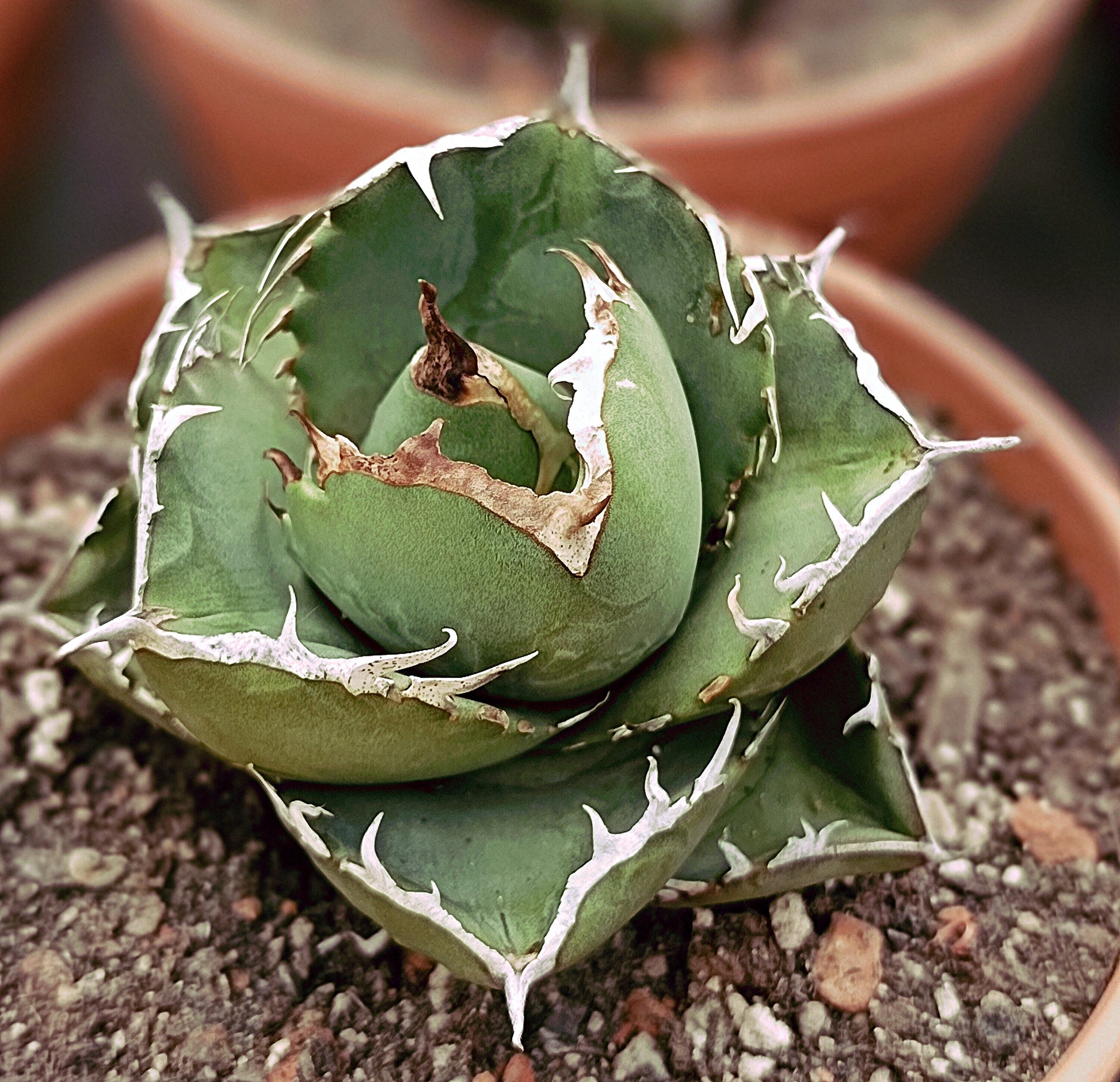 Agave titanota cv. juggernaut