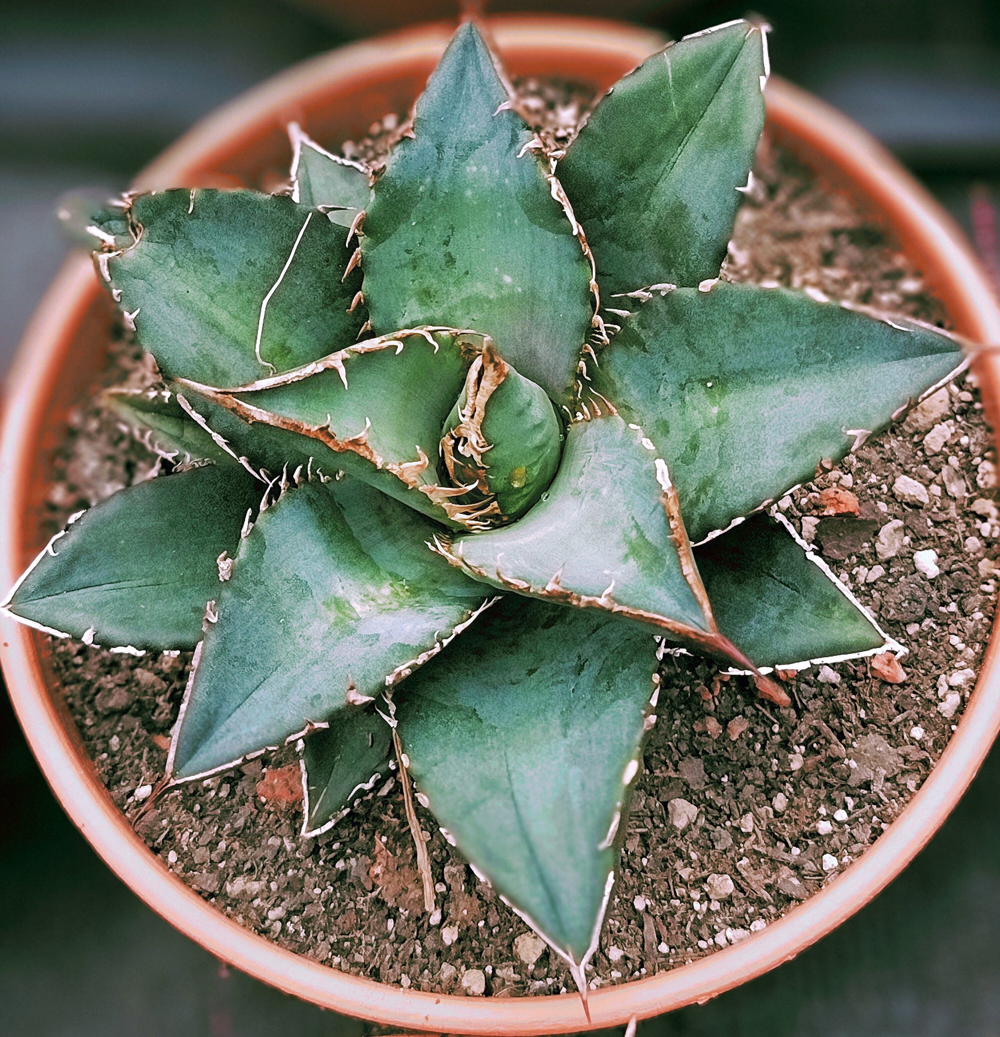 Agave titanota cv. sea king