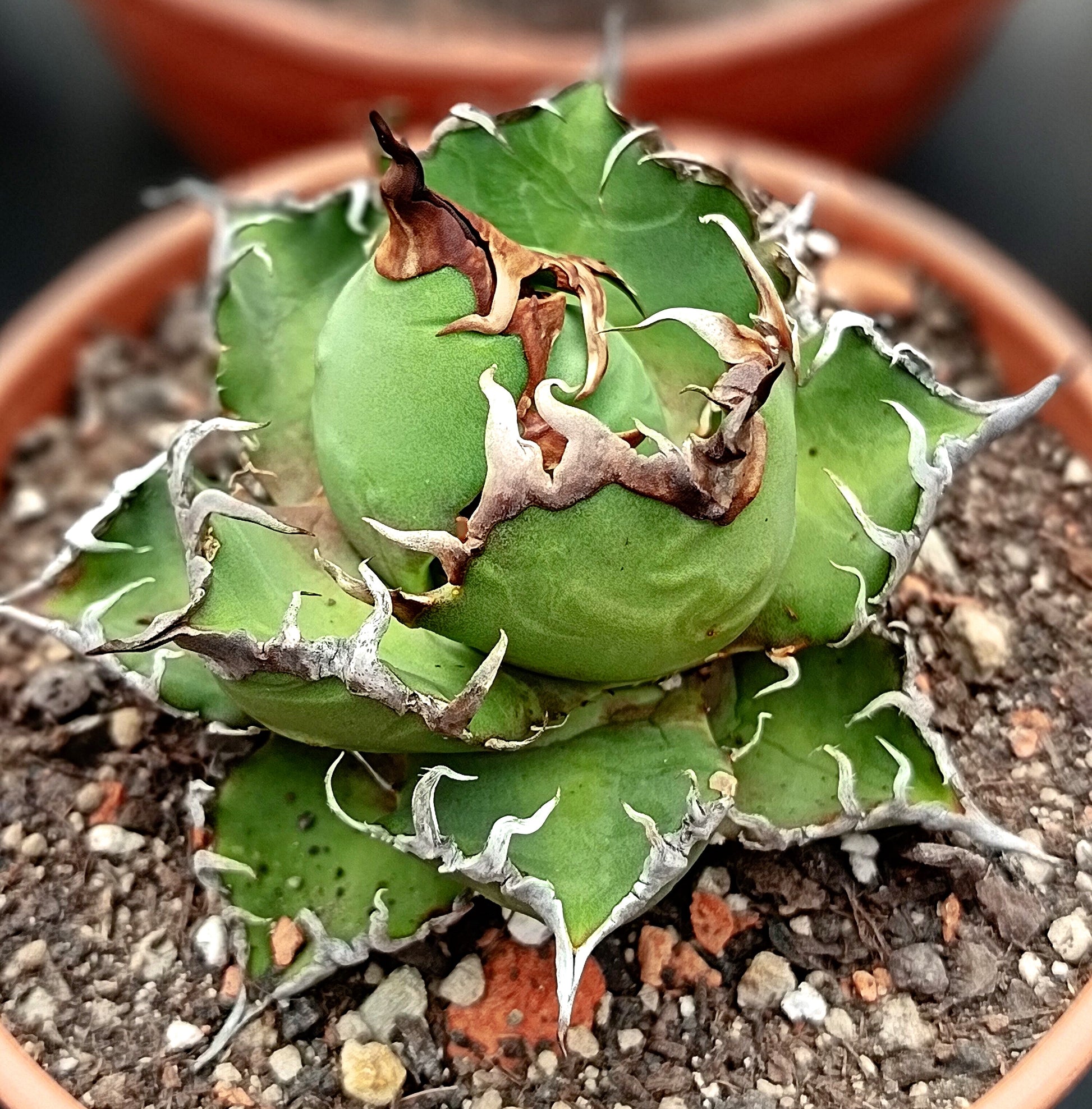 Agave titanota cv. white whale