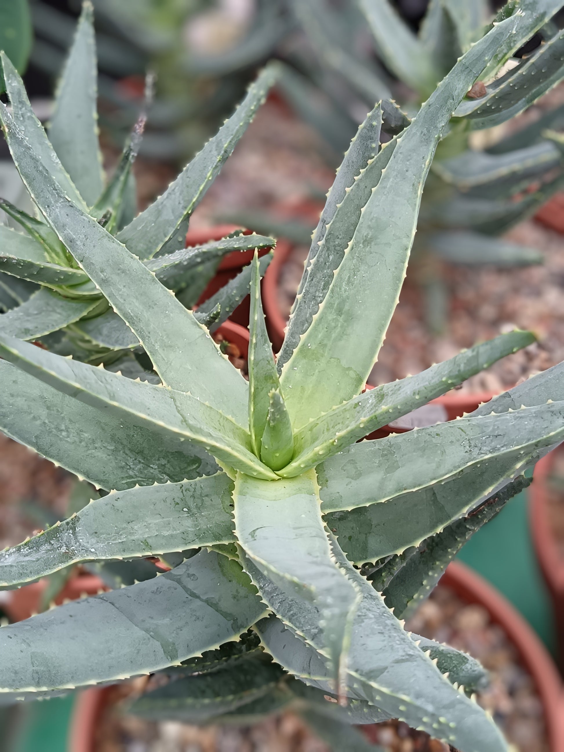 Aloe dichotoma