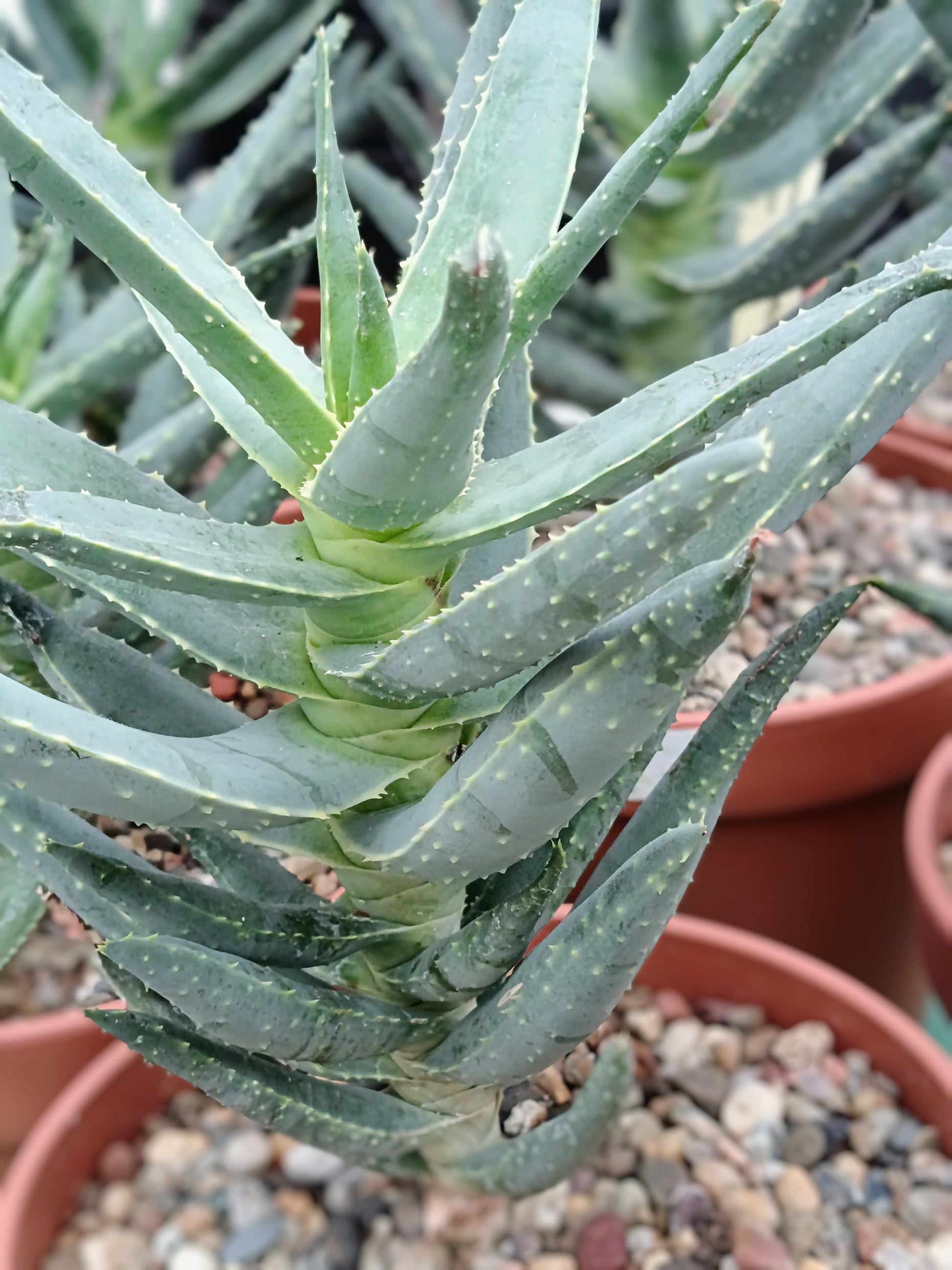 Aloe dichotoma