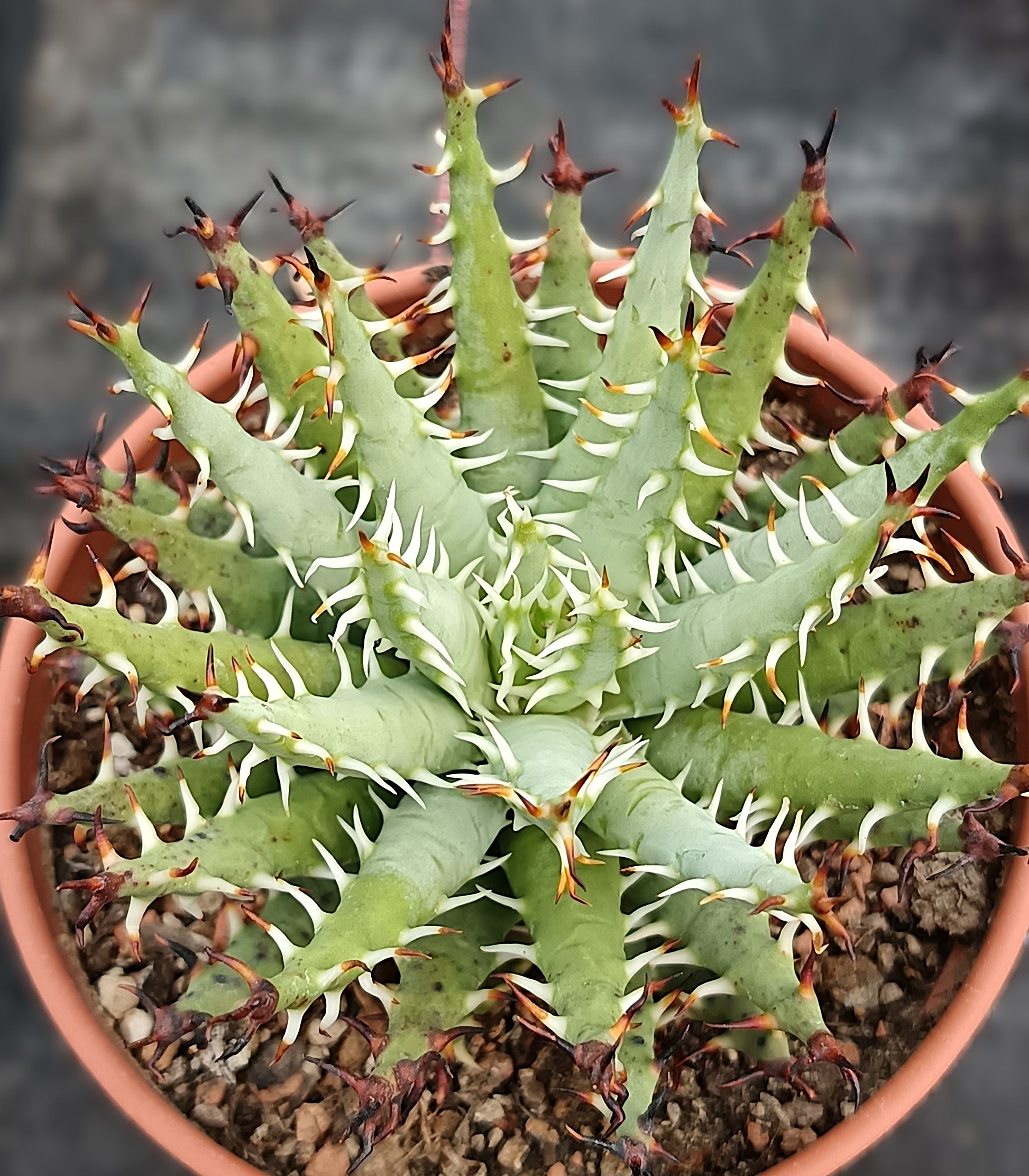 Aloe erinaceae