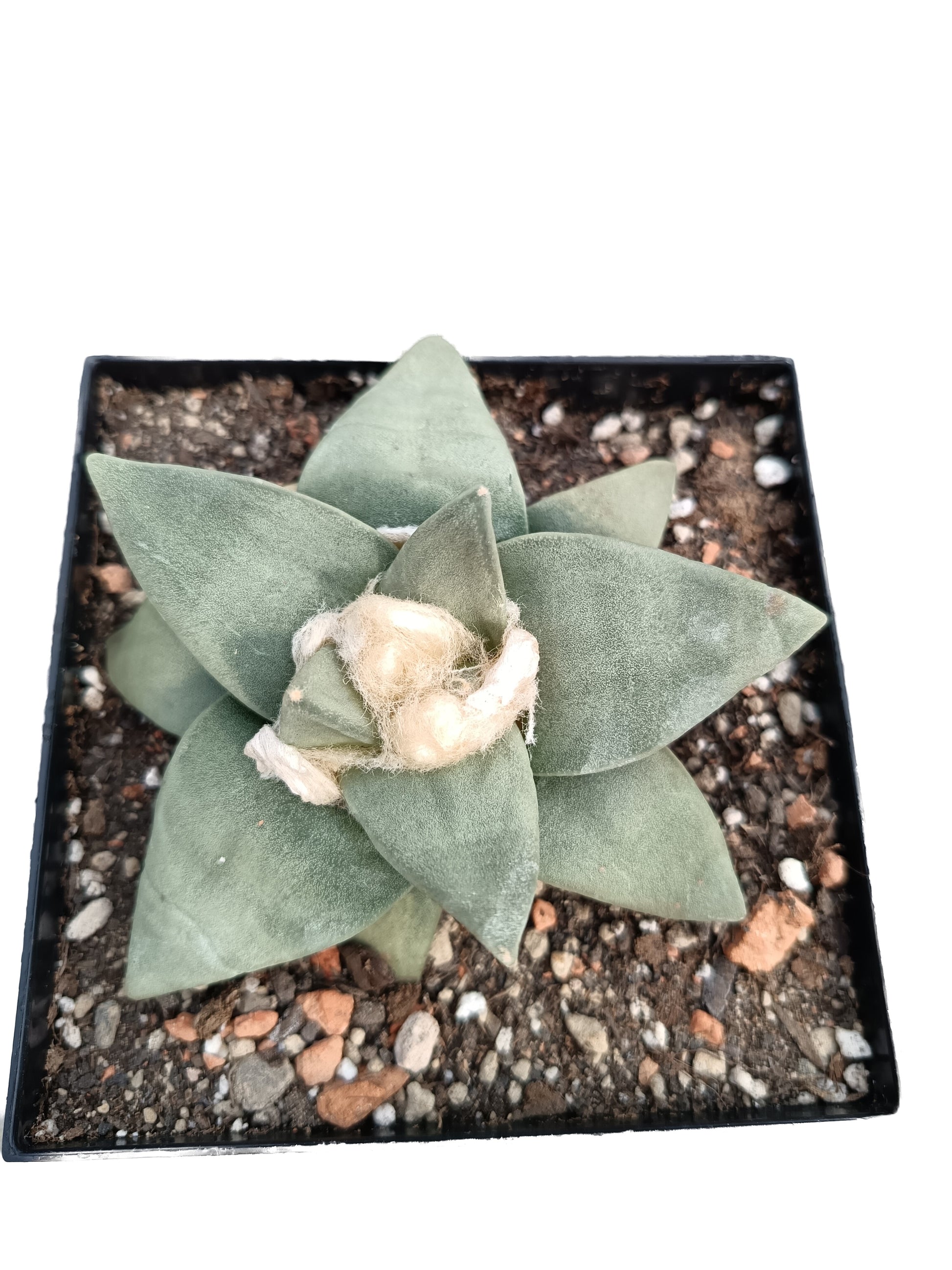 Ariocarpus retusus