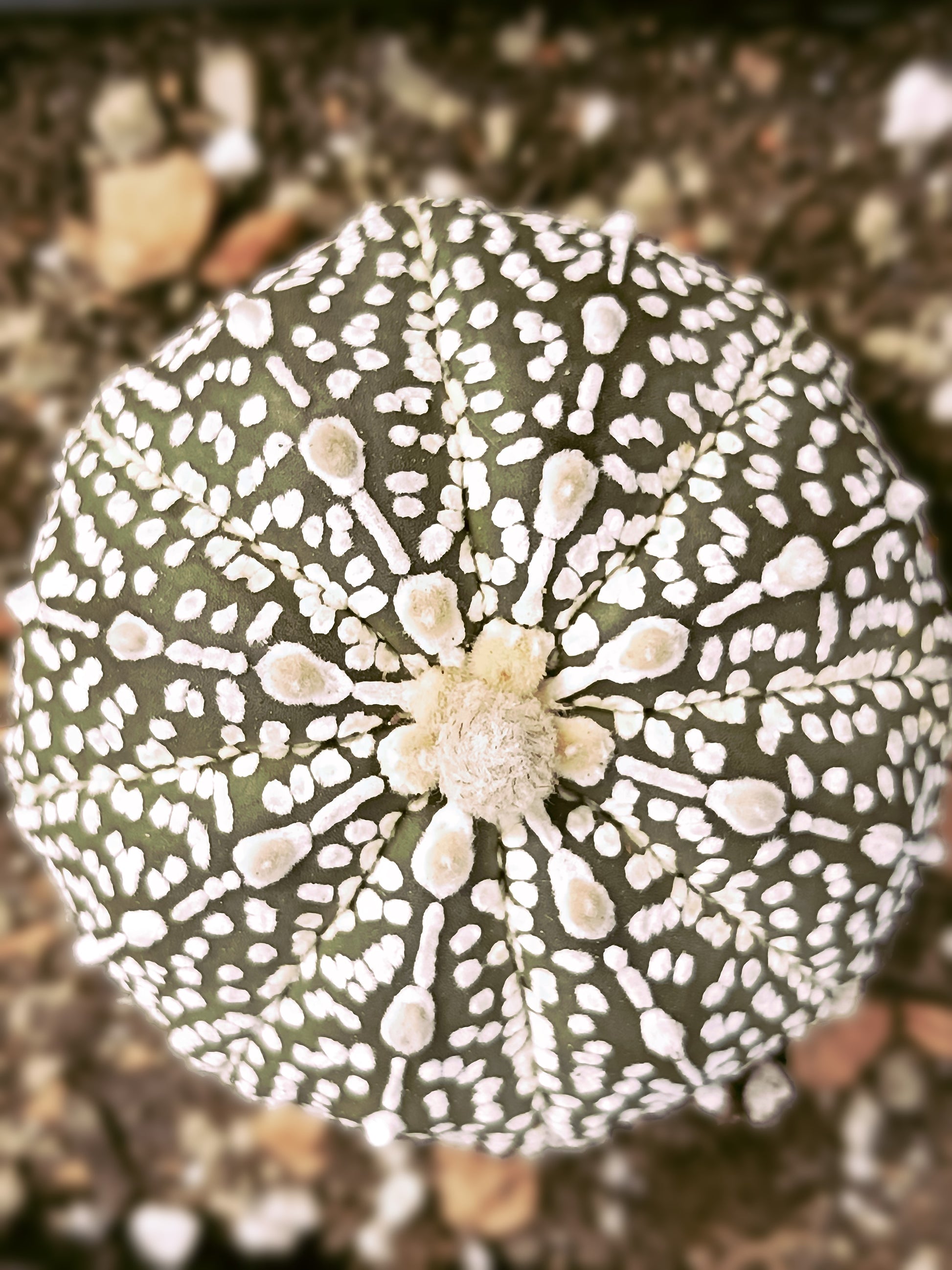 Astrophytum asterias cv. superkabuto