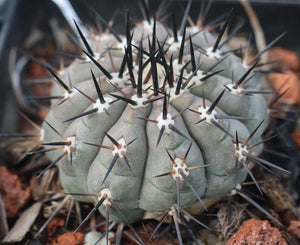 Copiapoa cinerea – Seltene Mini-Rarität (Ø 3,5–4 cm) | Vorbestellung 2026