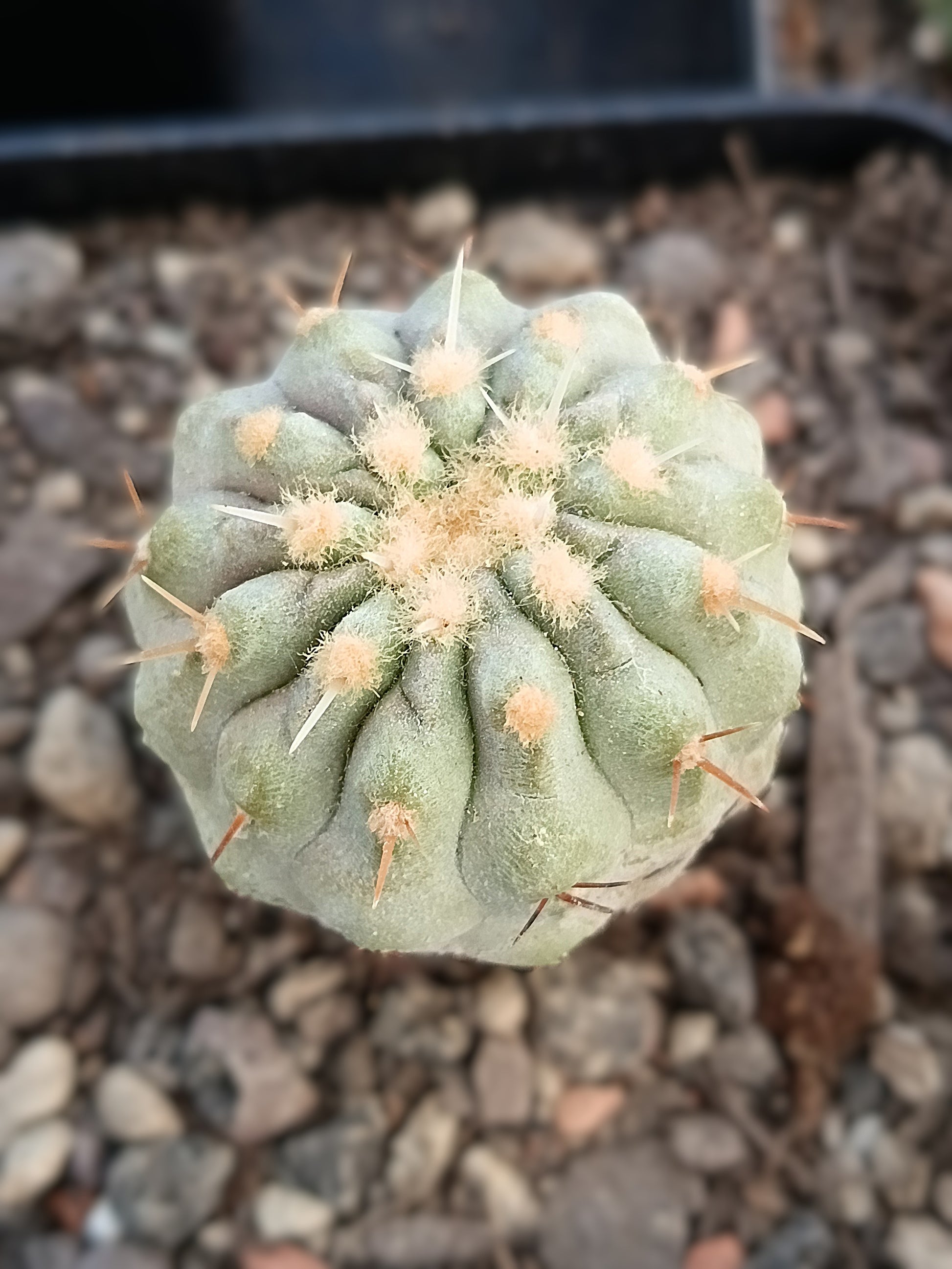 Copiapoa cinerea ssp. columna-alba – ca. 3 cm Ø