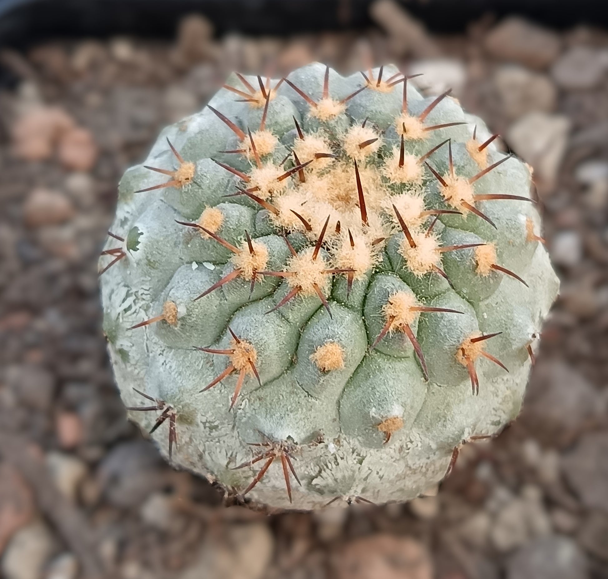 Copiapoa cinerea ssp. columna-alba – ca. 3 cm Ø
