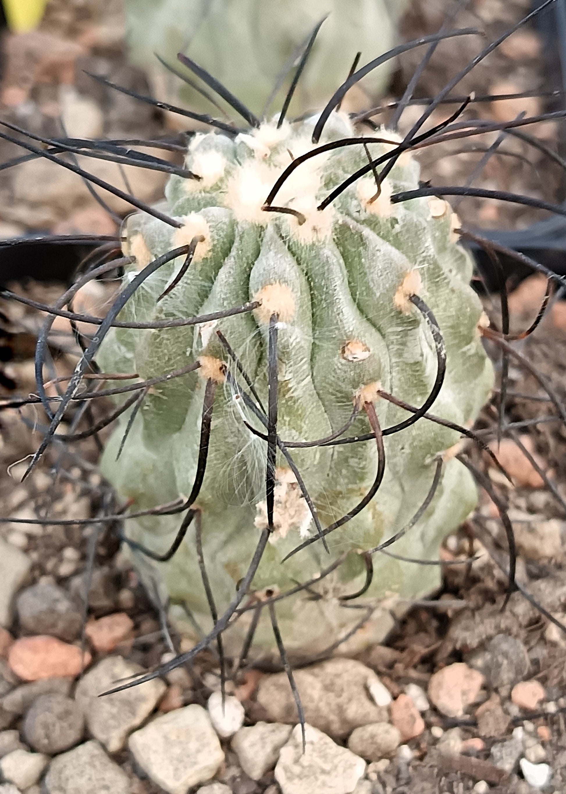 Copiapoa cinerea var. dealbata – Seltenes Exemplar (Ø 3cm)