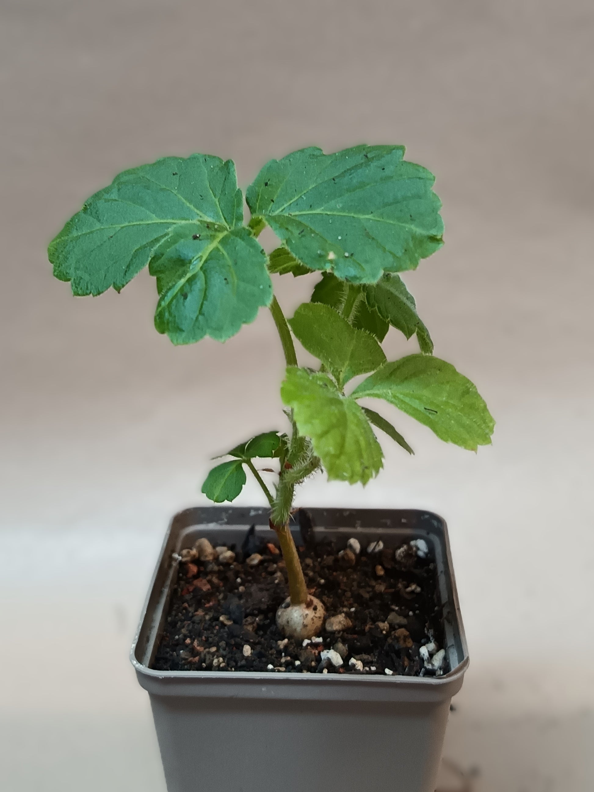 Cyphostemma woodii