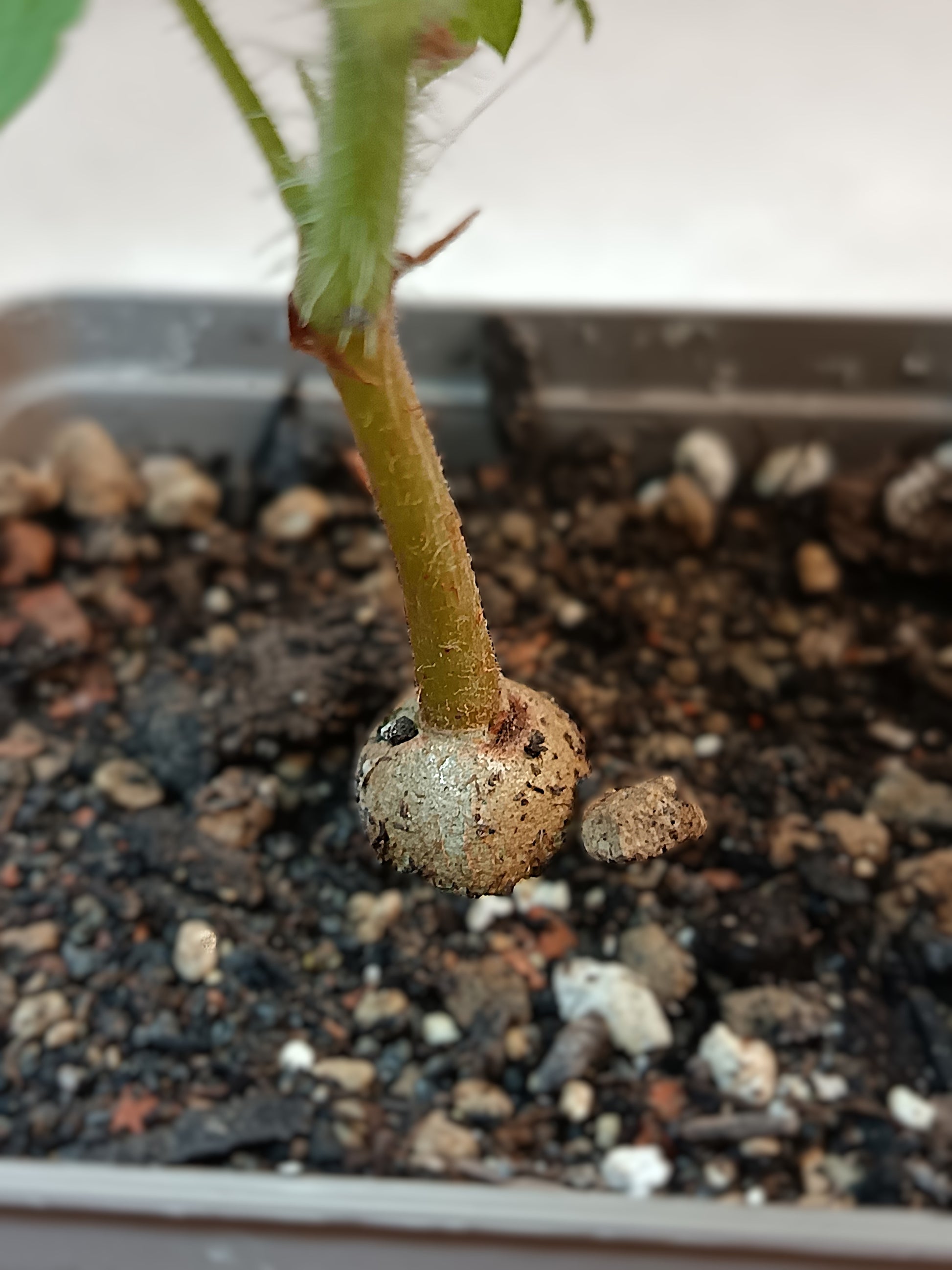 Cyphostemma woodii