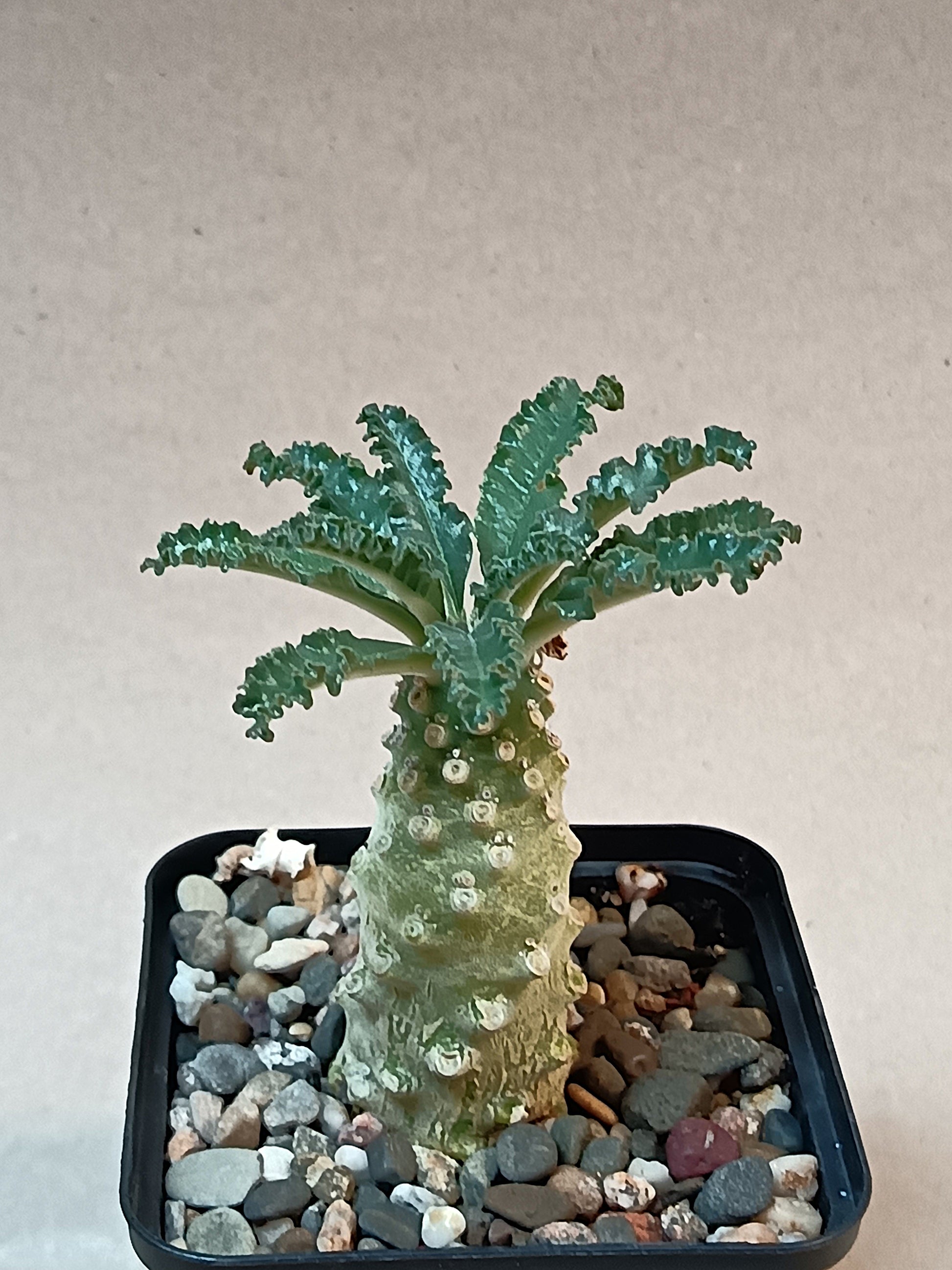 Dorstenia lavrani