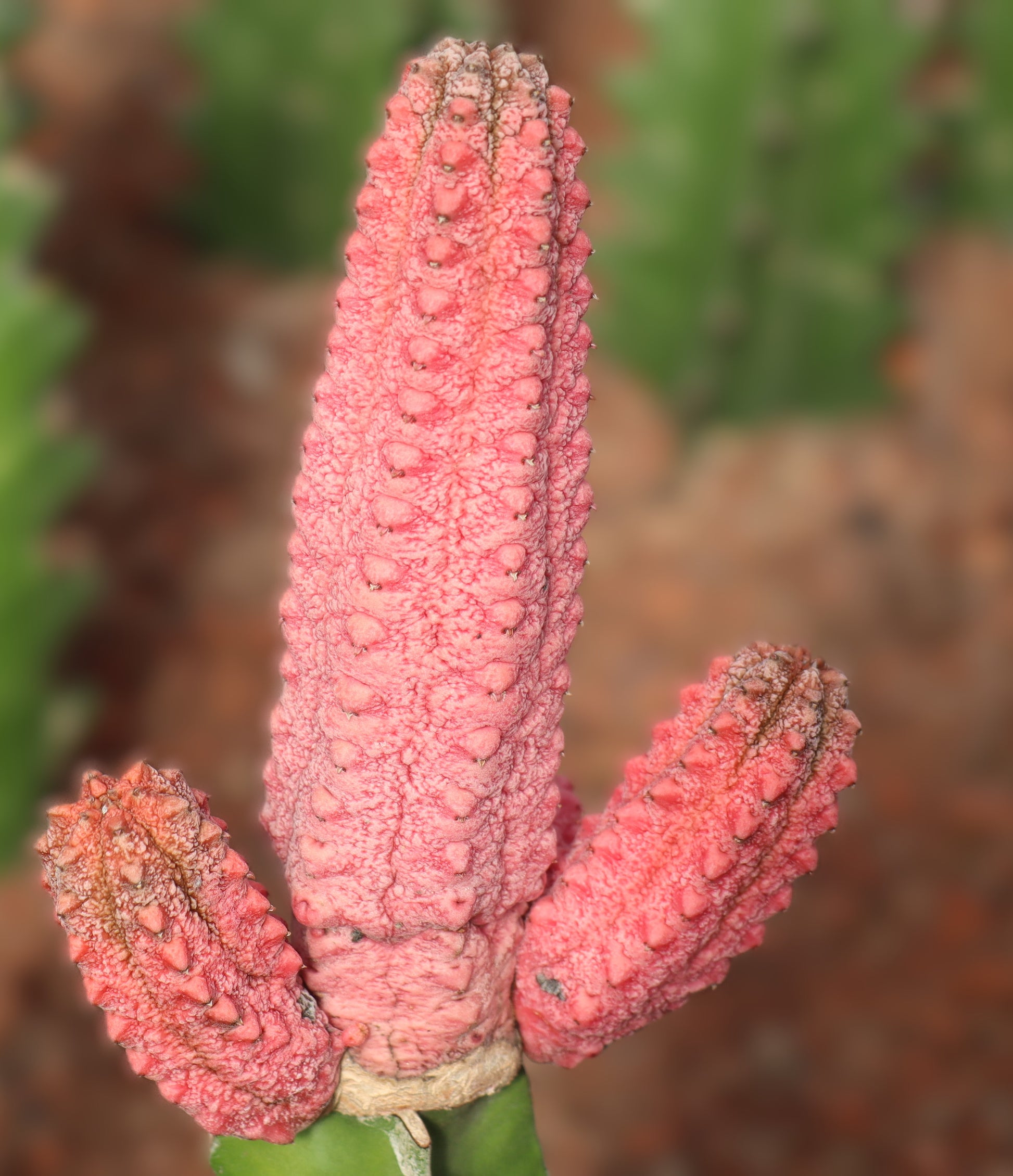 Euphorbia abdelkuri cv. damask