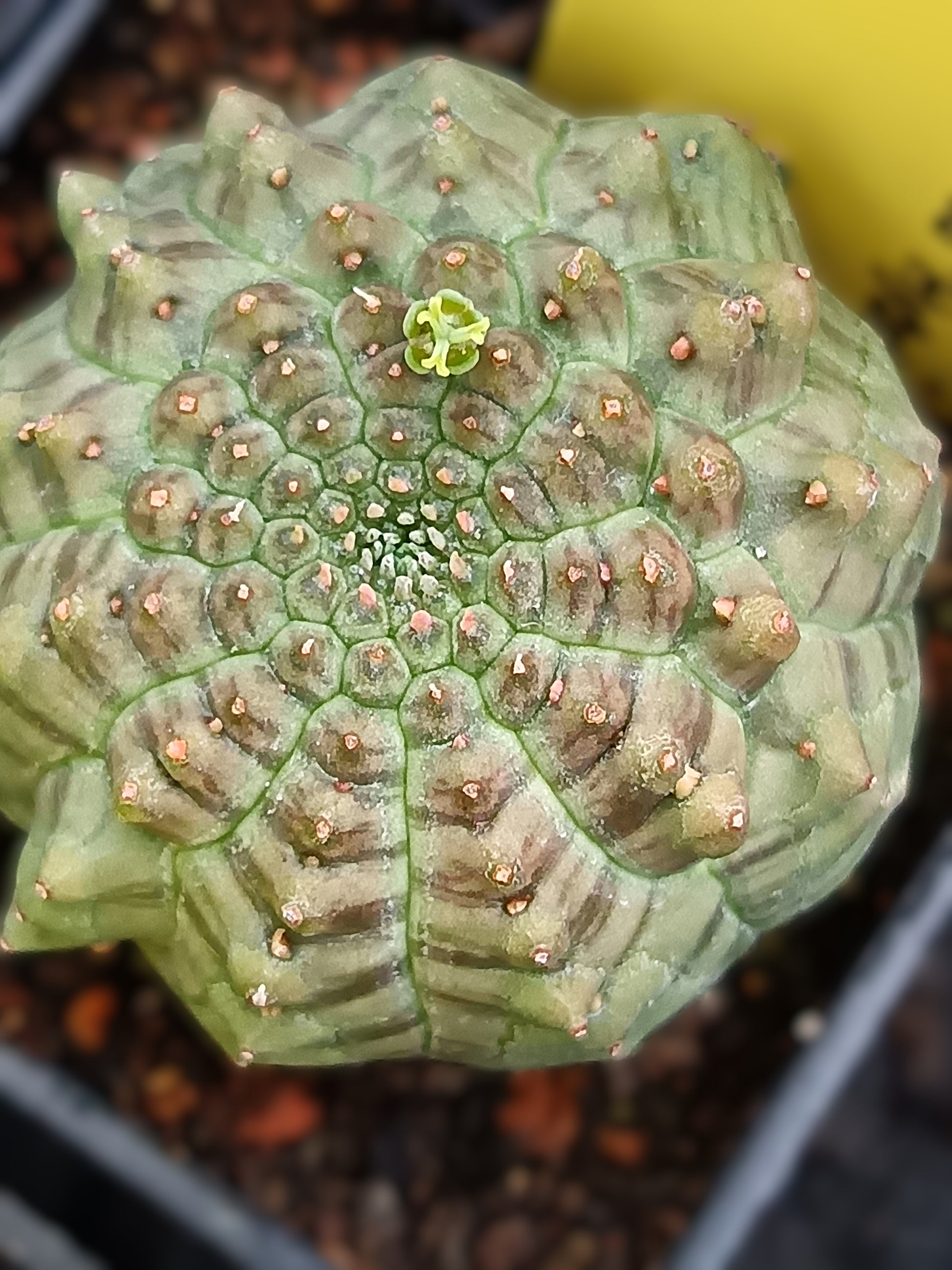 Euphorbia obesa 'kikko'